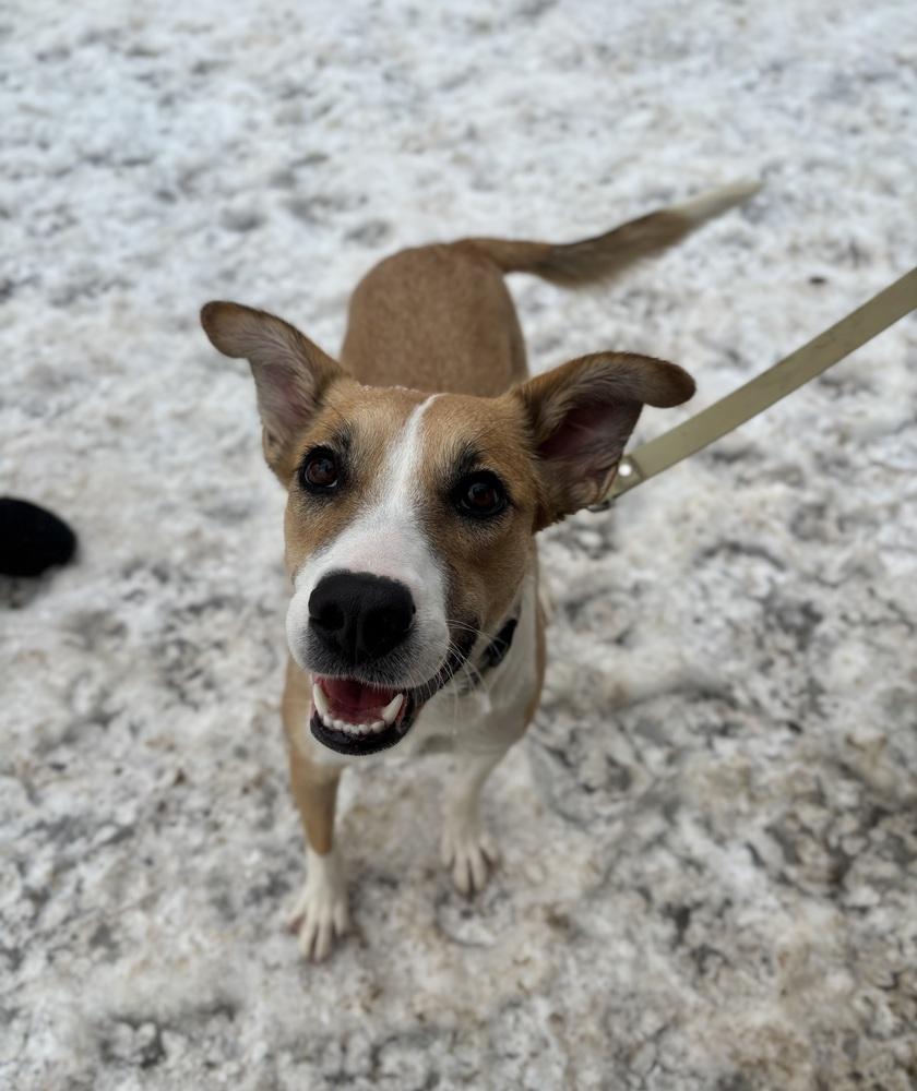 Enlarge Sassy - 25302, a Adoptable mixed breed in Armonk, NY image 1/4