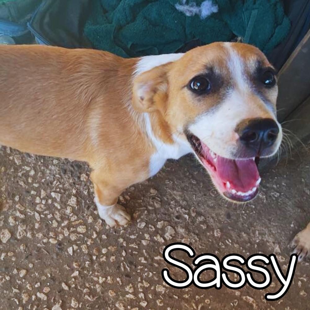 Enlarge Sassy - 25302, a Adoptable mixed breed in Armonk, NY image 2/4