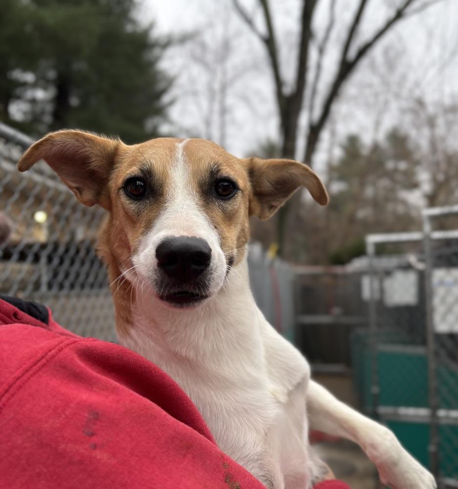 Enlarge Sassy - 25302, a Adoptable mixed breed in Armonk, NY image 3/4