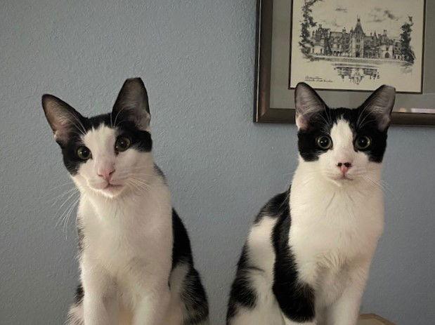 Nandor the Relentless (bonded to Colin Robinson), Adoptable, Young Male Domestic Short Hair.