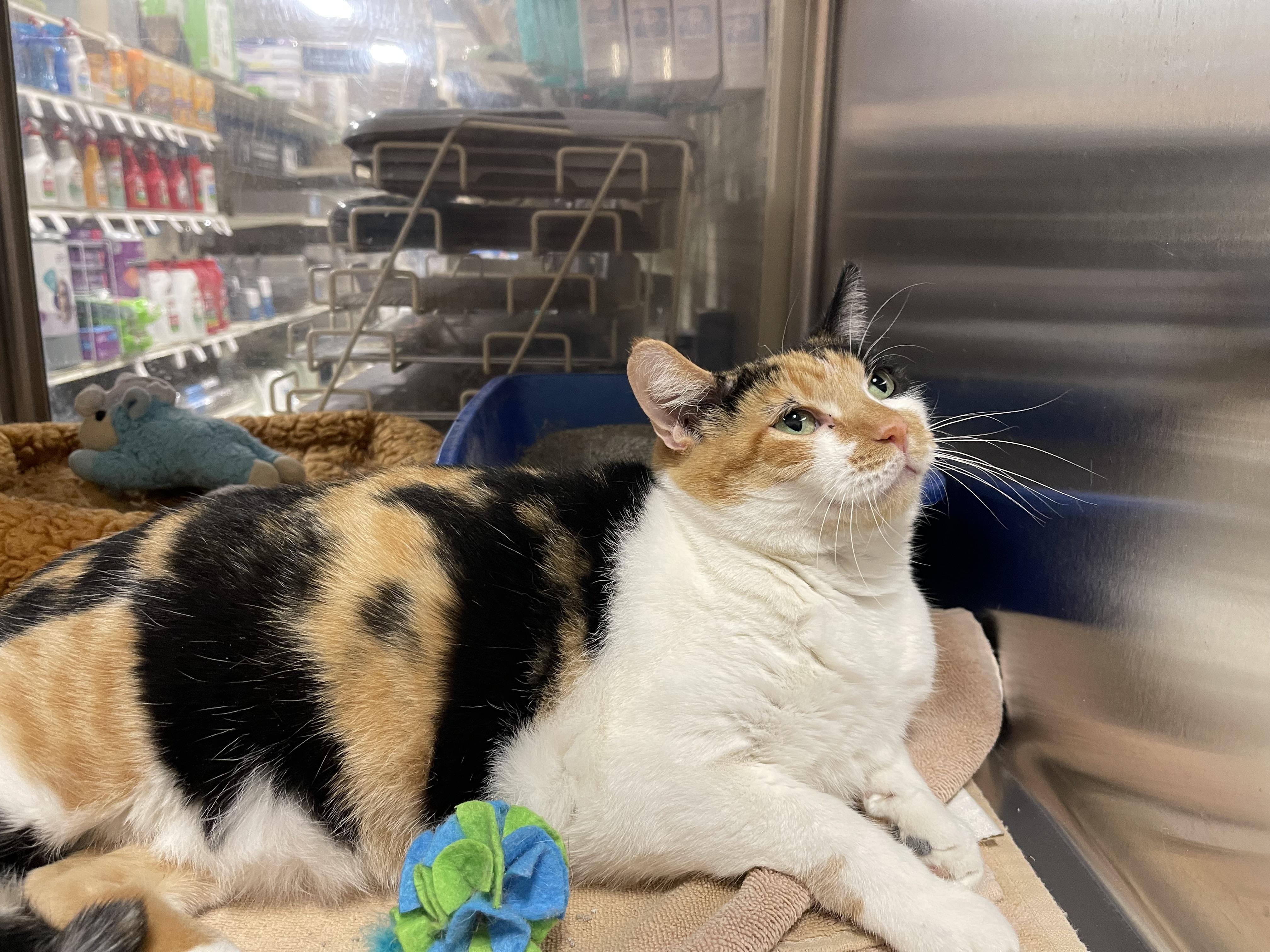 Cherry, ADOPTABLE, Adult Female Calico.