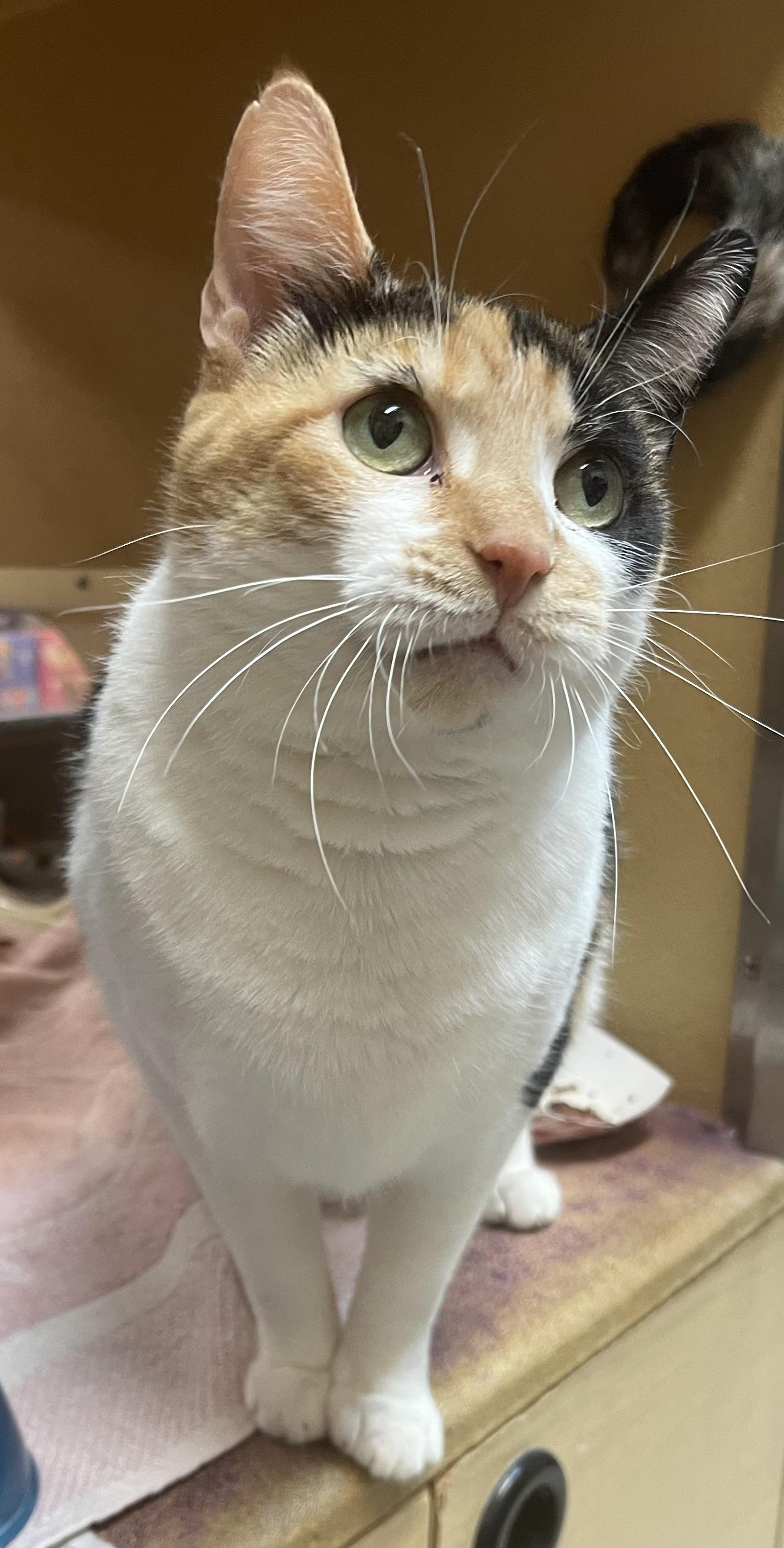 Enlarge Cherry, a ADOPTABLE Calico in Highland, IN image 2/2