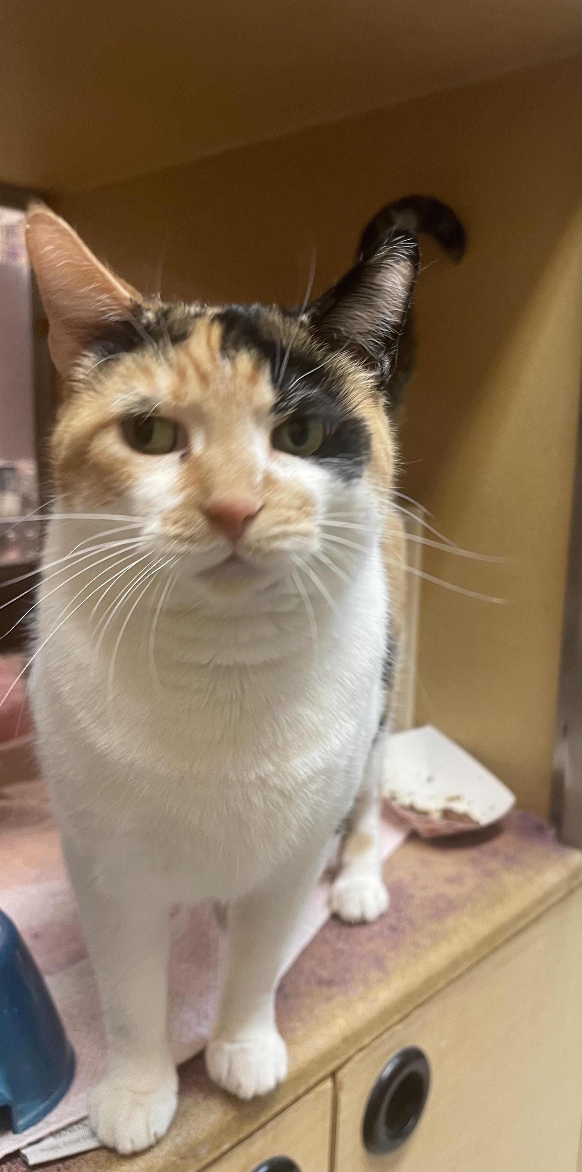 Enlarge Cherry, a ADOPTABLE Calico in Highland, IN image 1/2