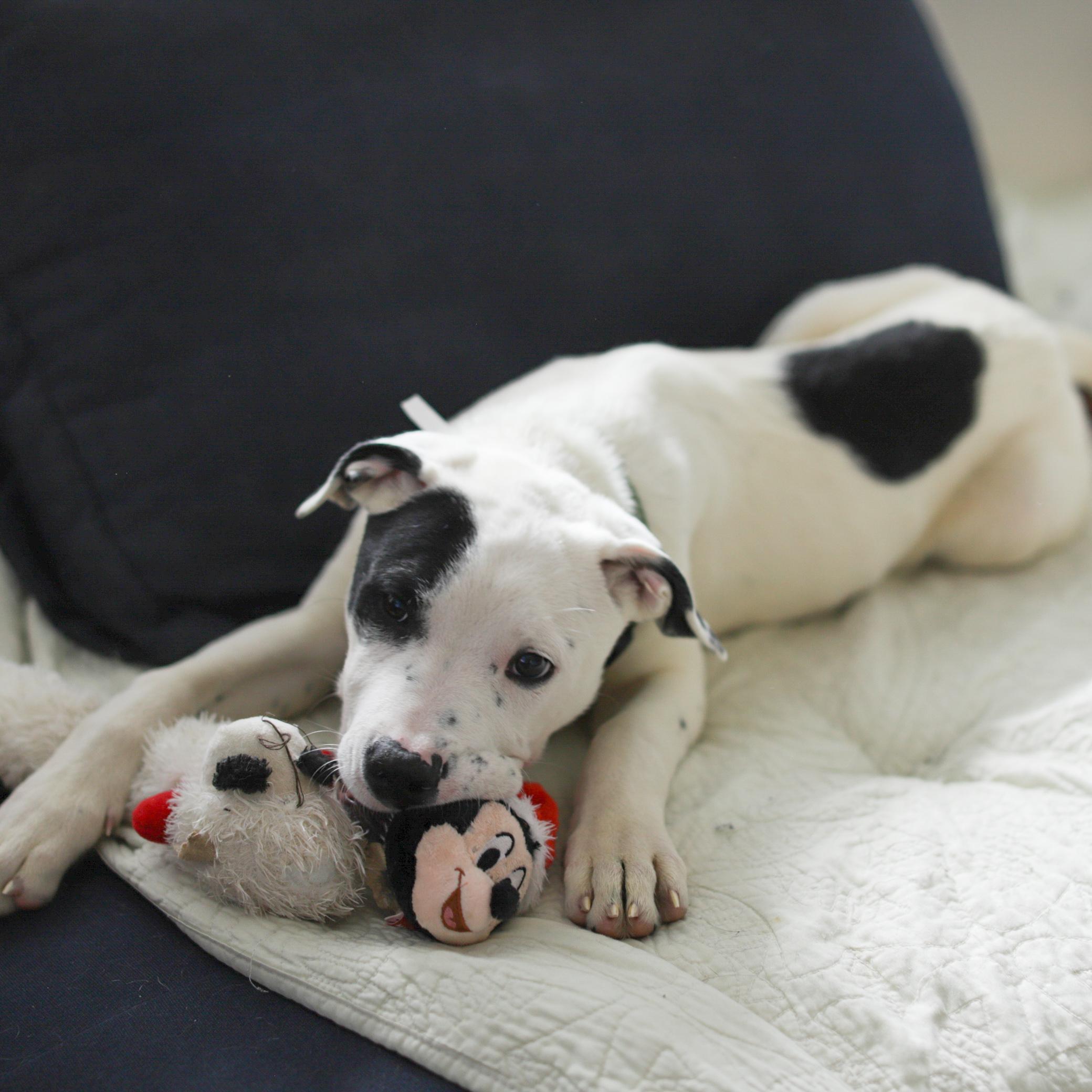 Enlarge Abe, a ADOPTABLE mixed breed in Fort Collins, CO image 3/4