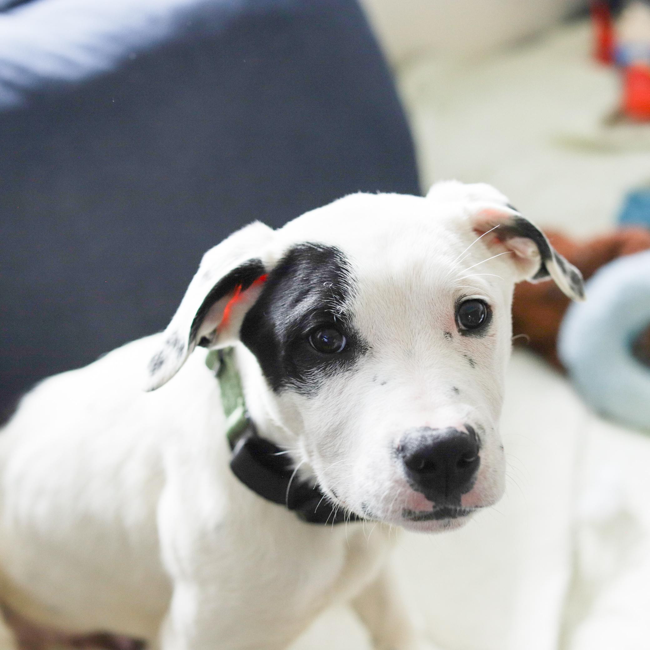 Enlarge Abe, a ADOPTABLE mixed breed in Fort Collins, CO image 2/4