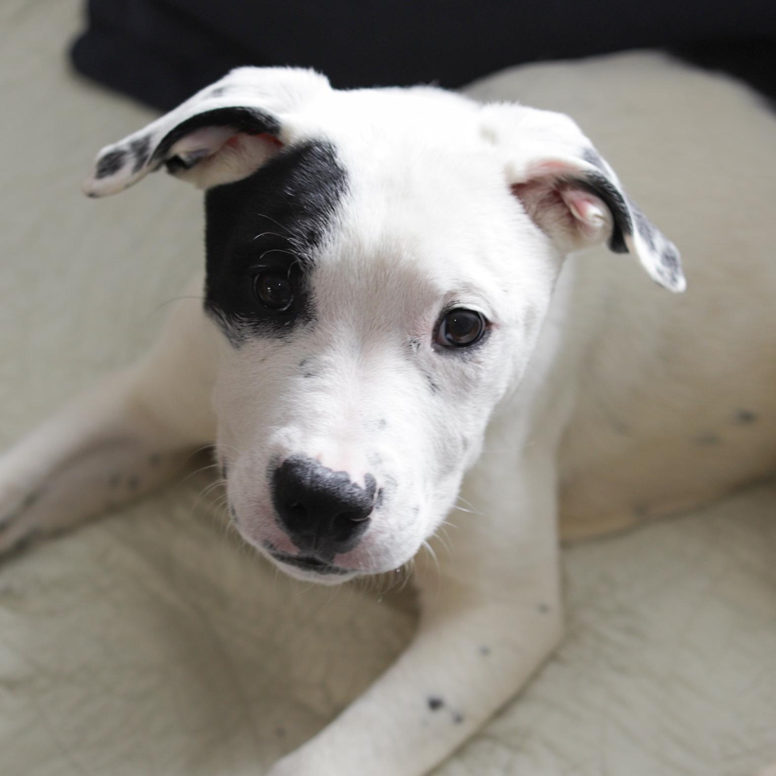 Abe, ADOPTABLE, Puppy Male Pit Bull Terrier.