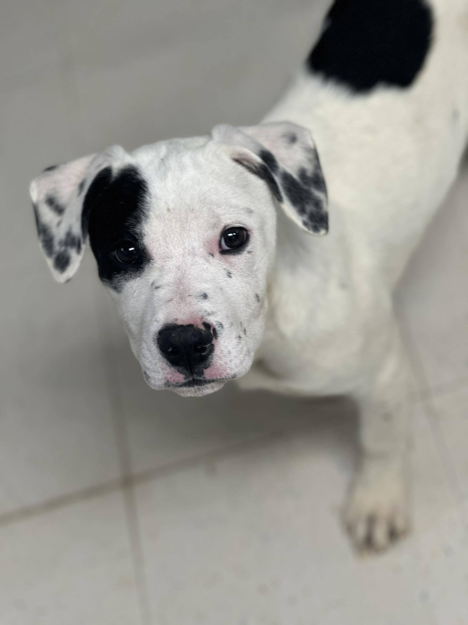 Enlarge Abe, a ADOPTABLE mixed breed in Fort Collins, CO image 4/4