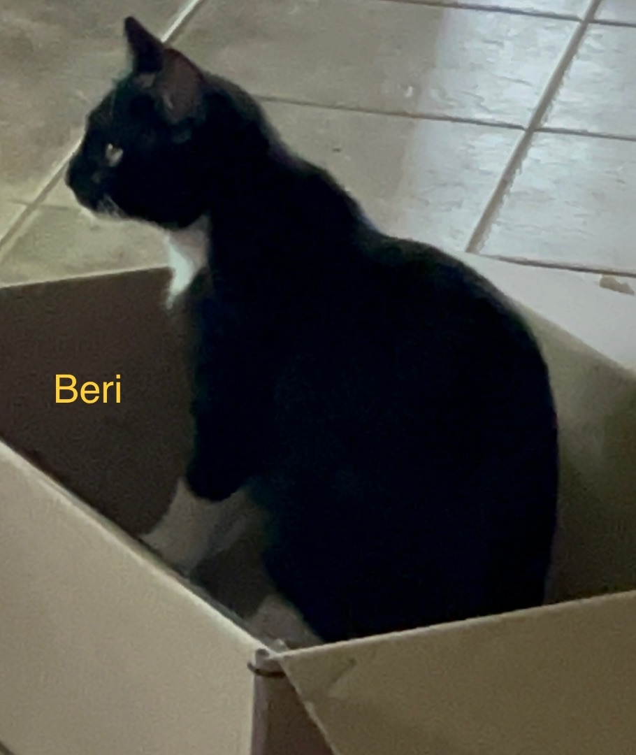 Enlarge Beri, a Adoptable mixed breed in Moreno Valley, CA image 2/3