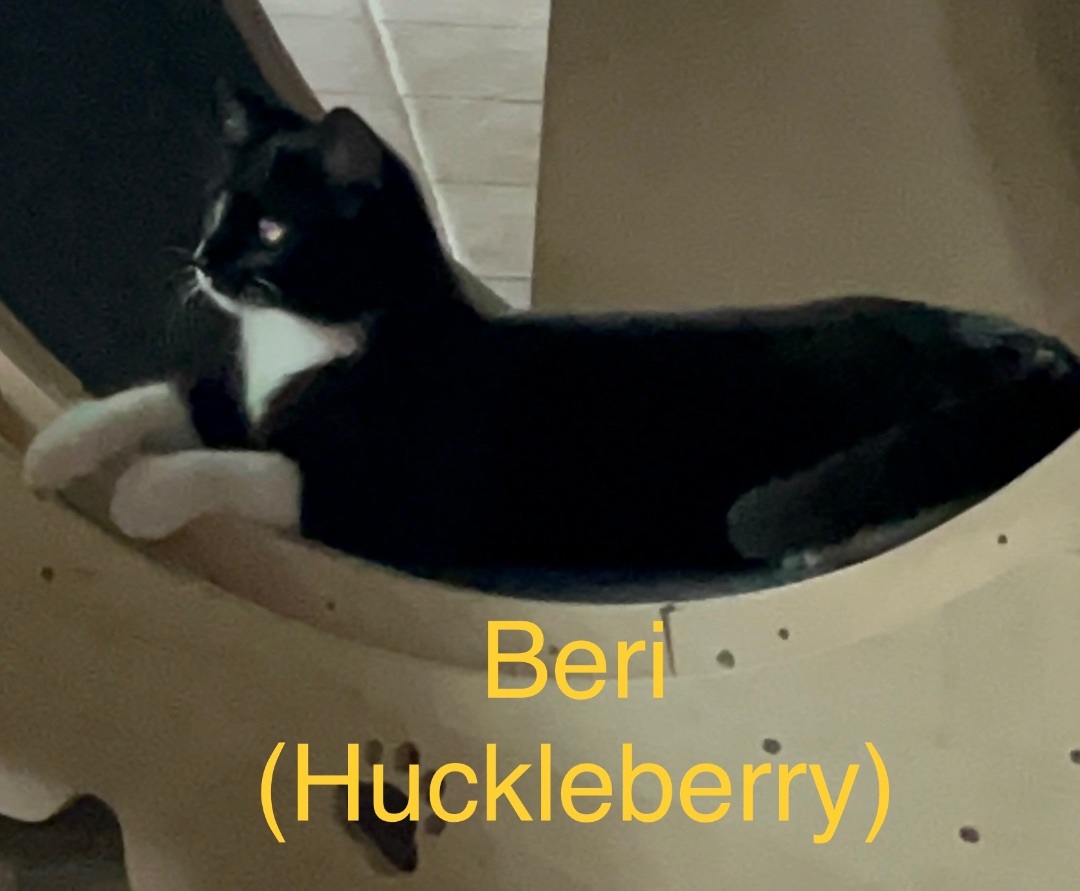 Beri, Adoptable, Adult Female Domestic Short Hair & American Shorthair.