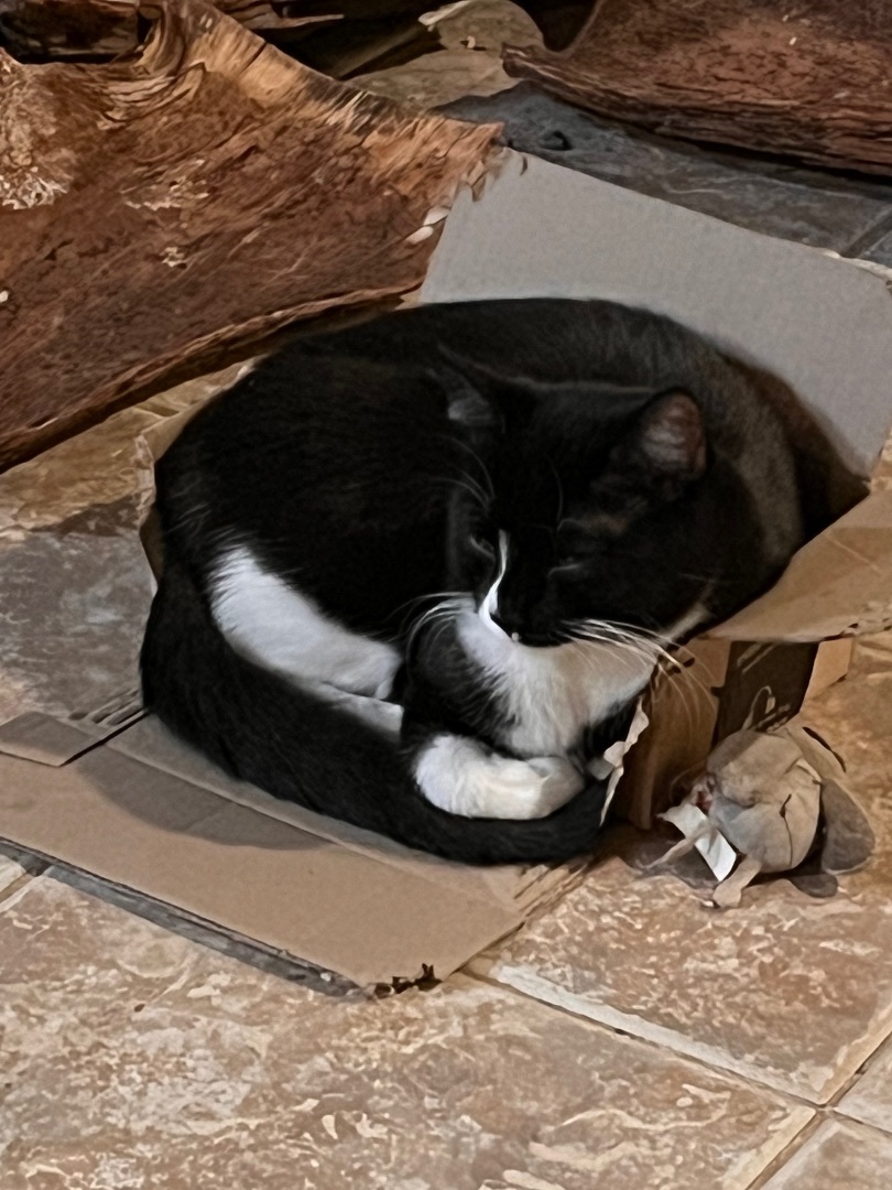 Enlarge Beri, a Adoptable mixed breed in Moreno Valley, CA image 3/3