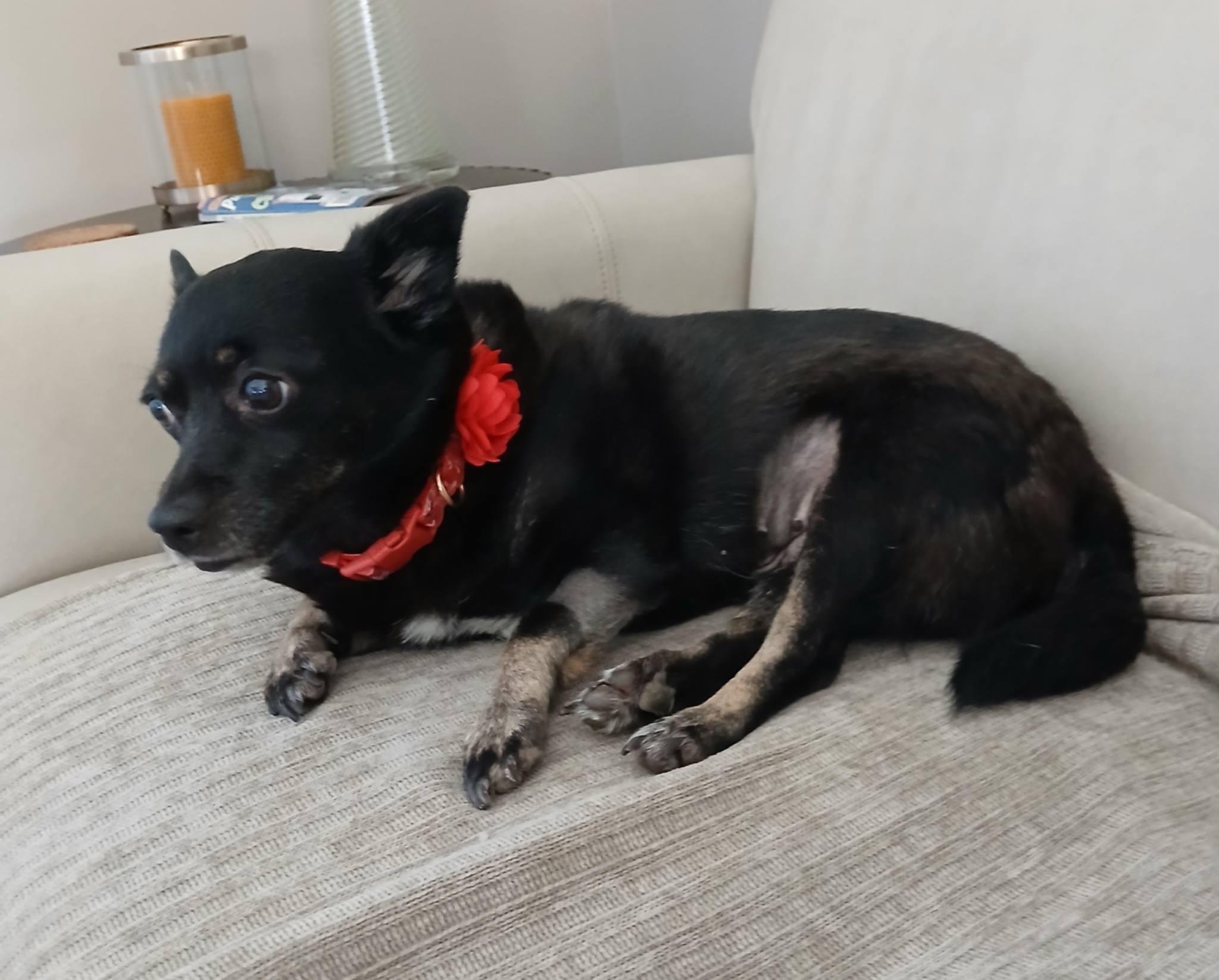 Nikki, ADOPTABLE, Senior Female Schipperke.
