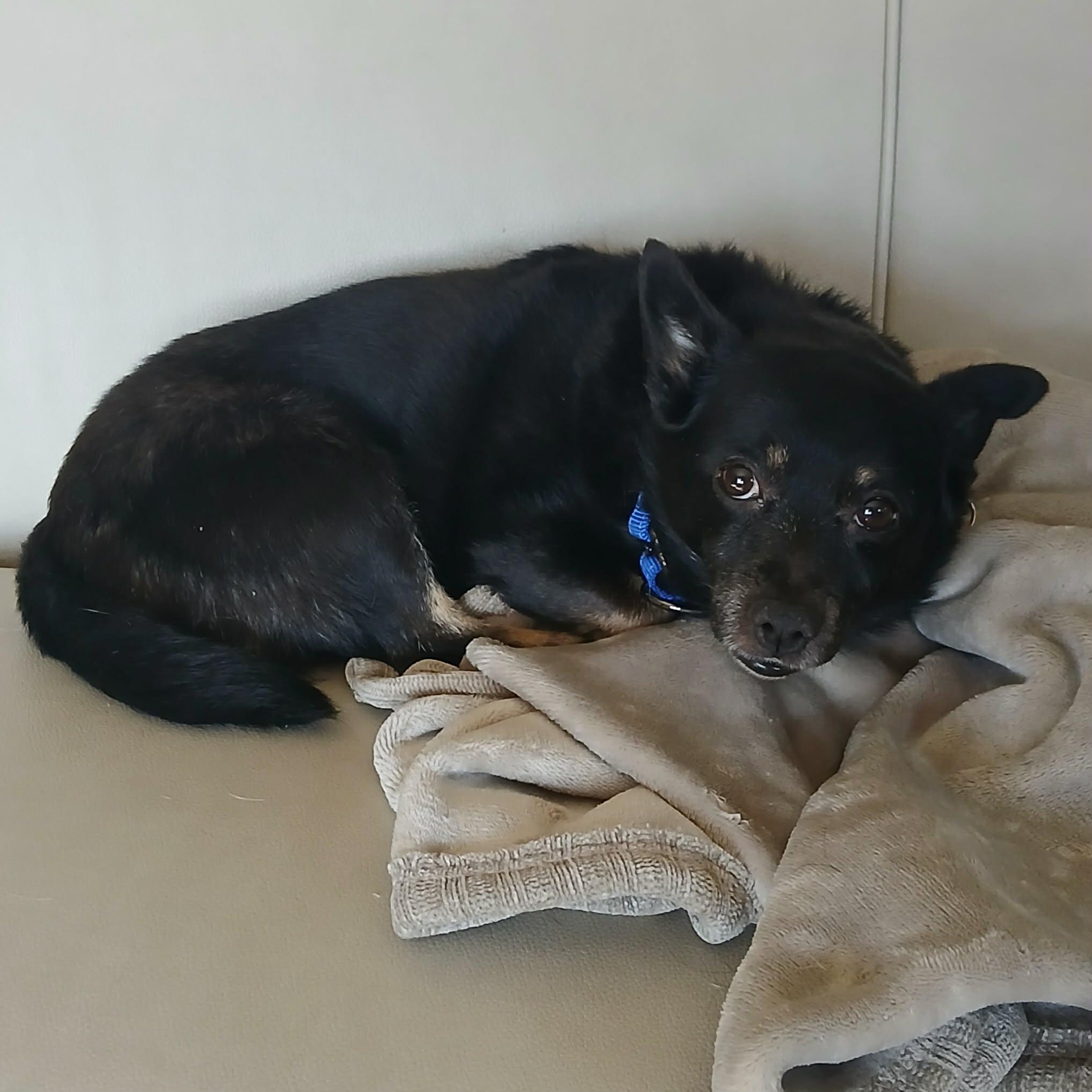 Nikki, a ADOPTABLE Schipperke in Linwood, MI image 2/3