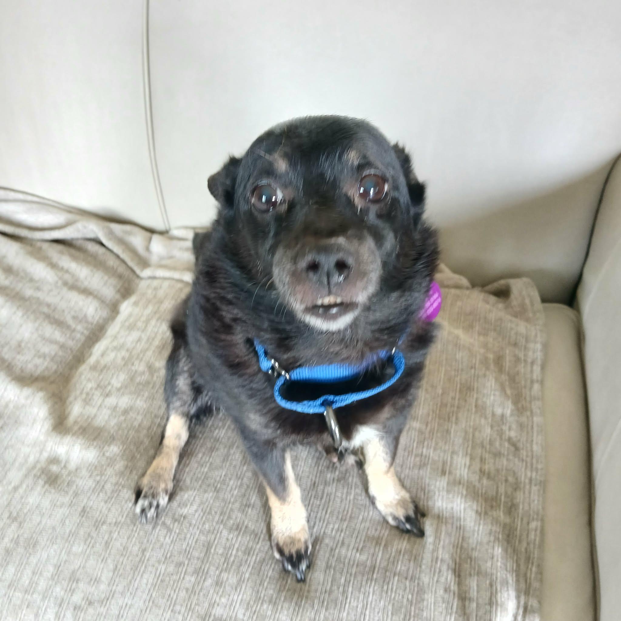Nikki, a ADOPTABLE Schipperke in Linwood, MI image 3/3