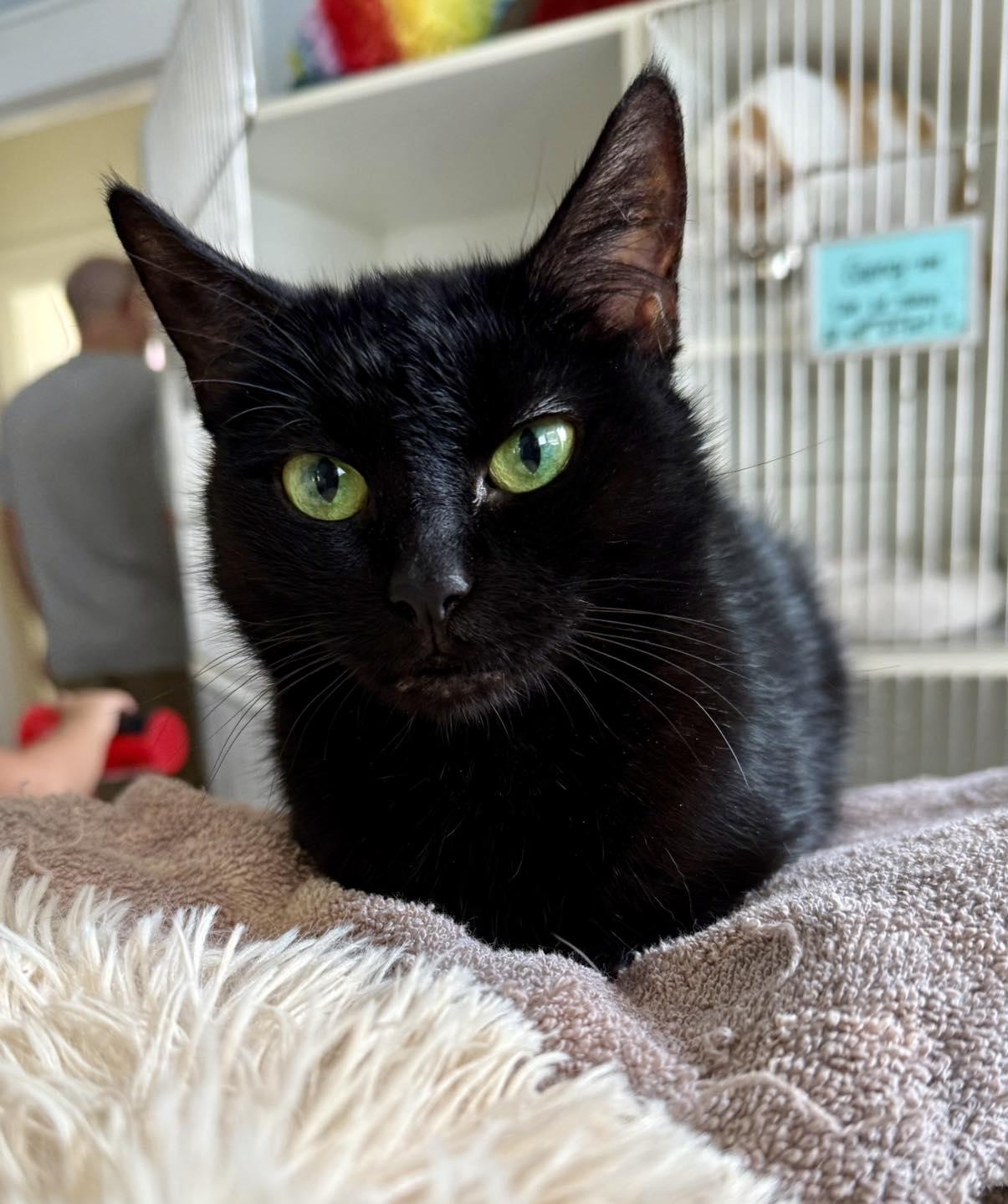 Enlarge Luna Lula, a Adoptable Domestic Short Hair in Shreveport, LA image 1/3