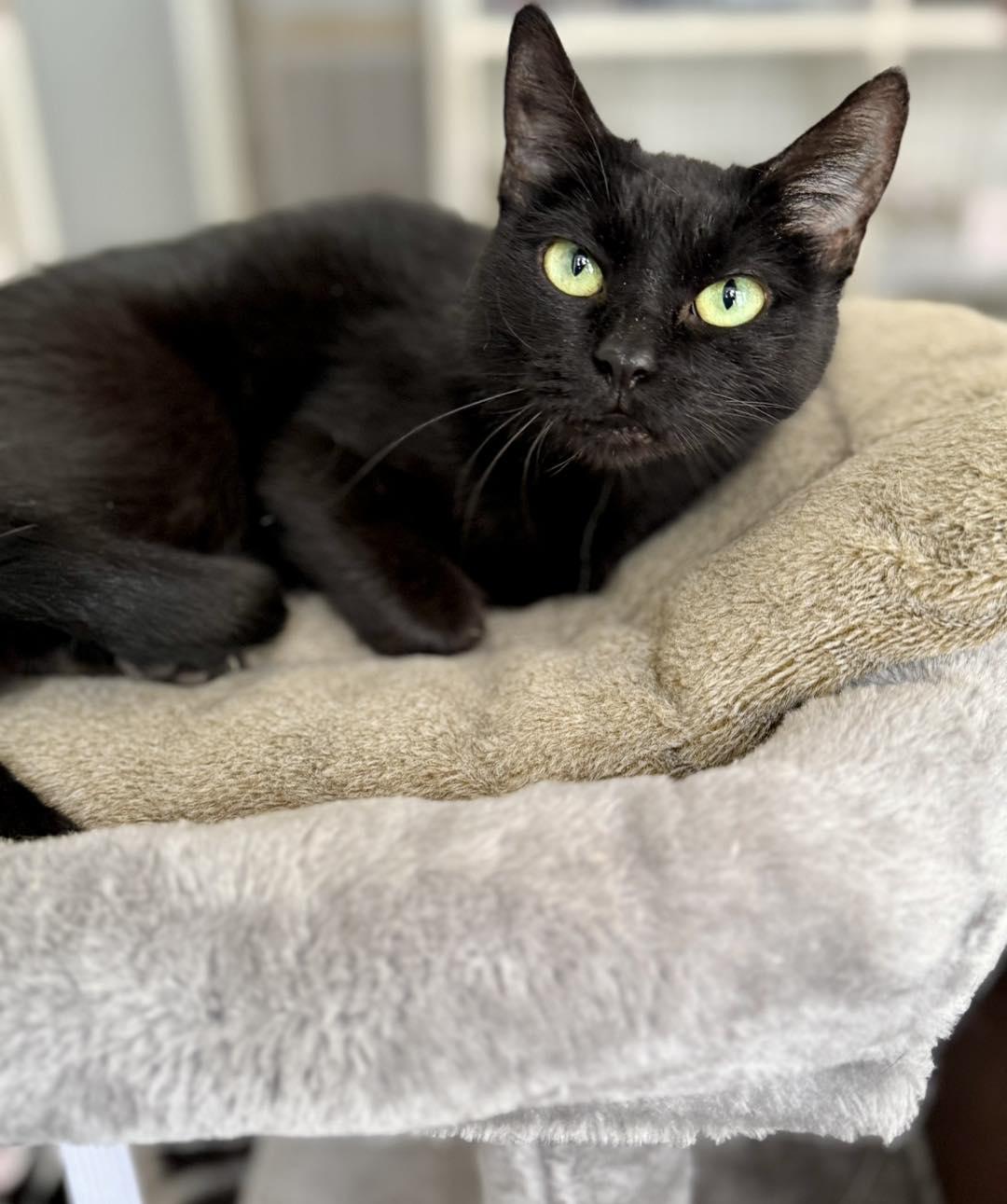 Enlarge Luna Lula, a Adoptable Domestic Short Hair in Shreveport, LA image 2/3