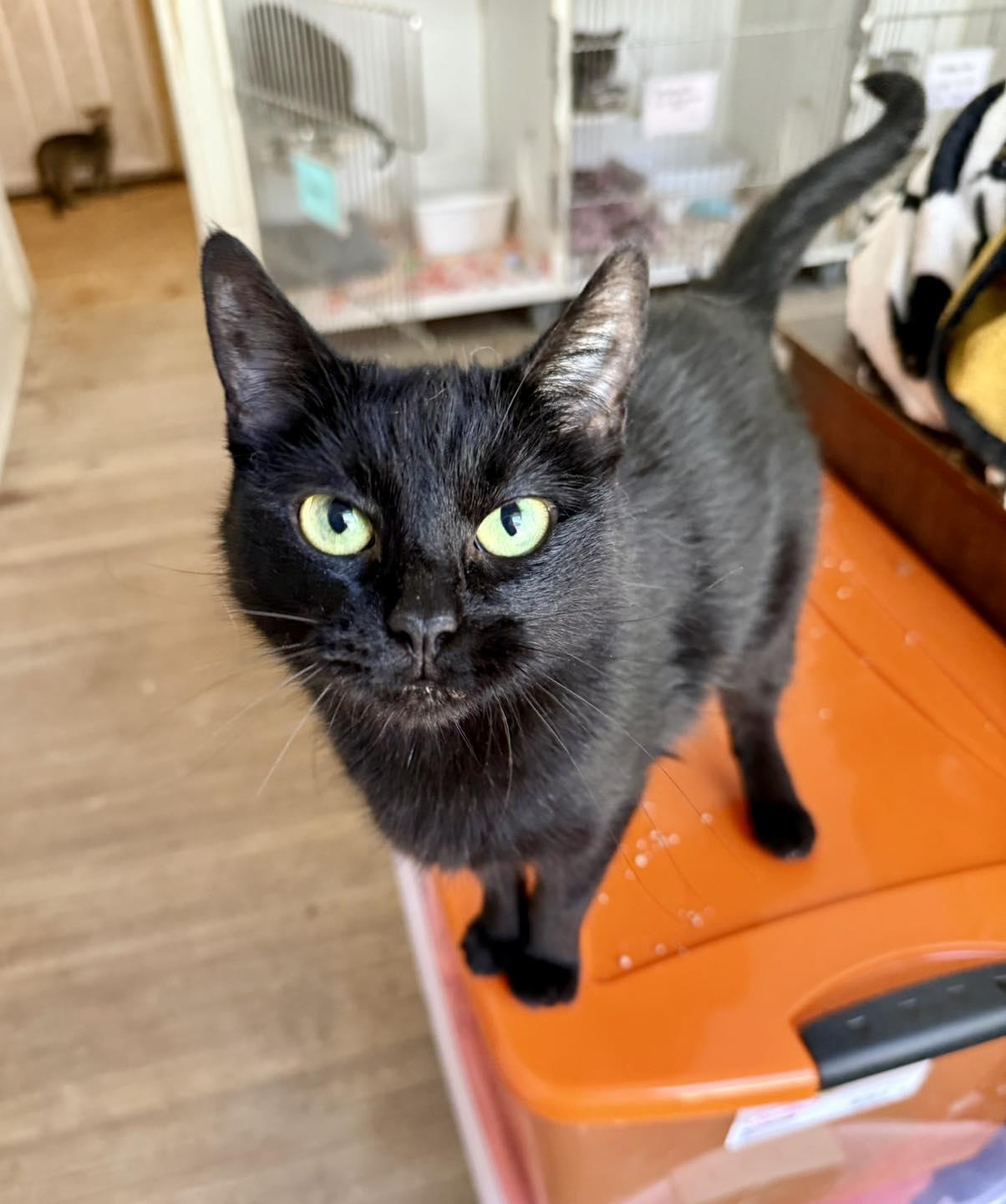 Enlarge Luna Lula, a Adoptable Domestic Short Hair in Shreveport, LA image 3/3