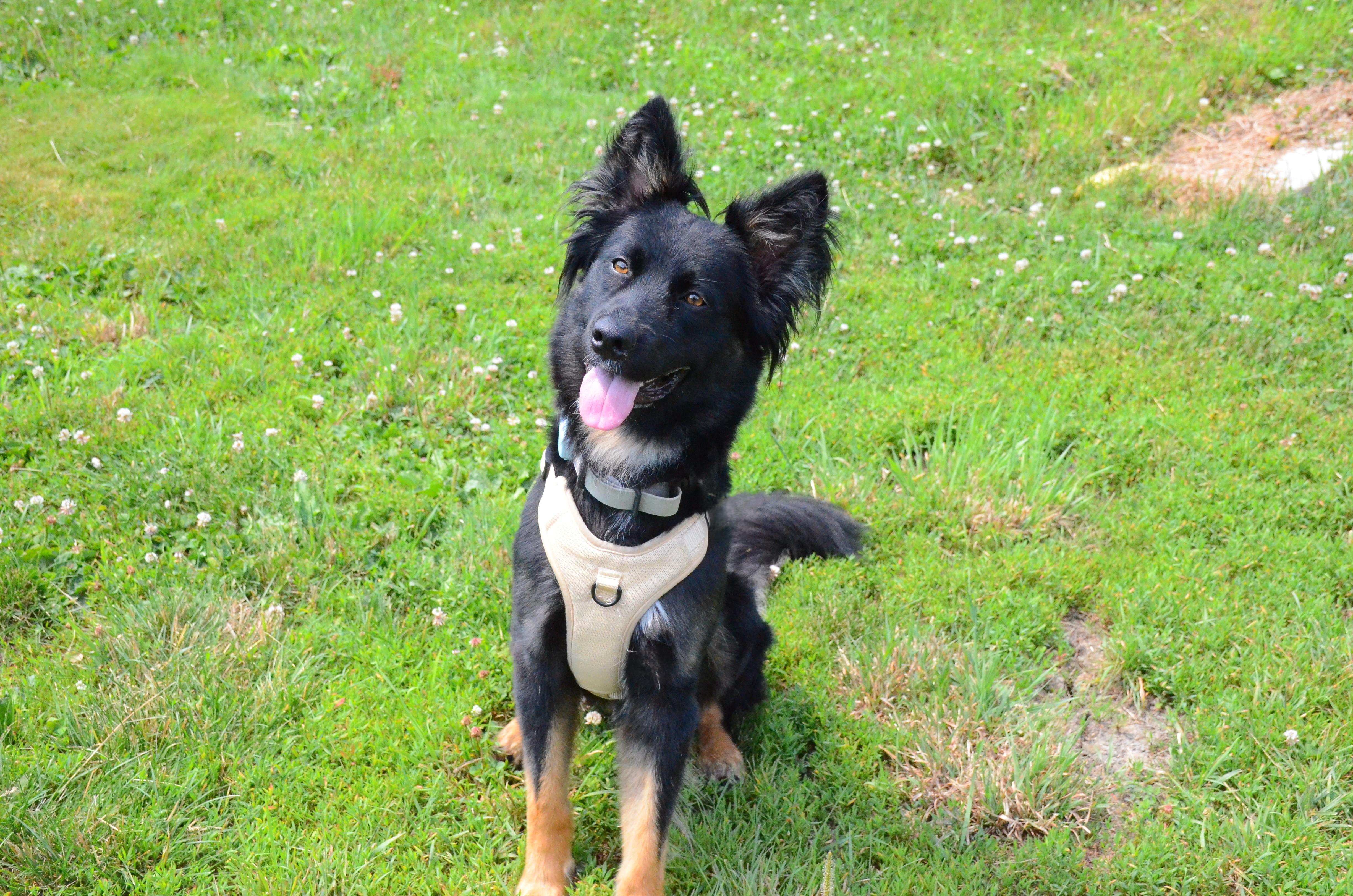 Enlarge Jack Jack, a Adoptable mixed breed in Montreal, QC image 1/4