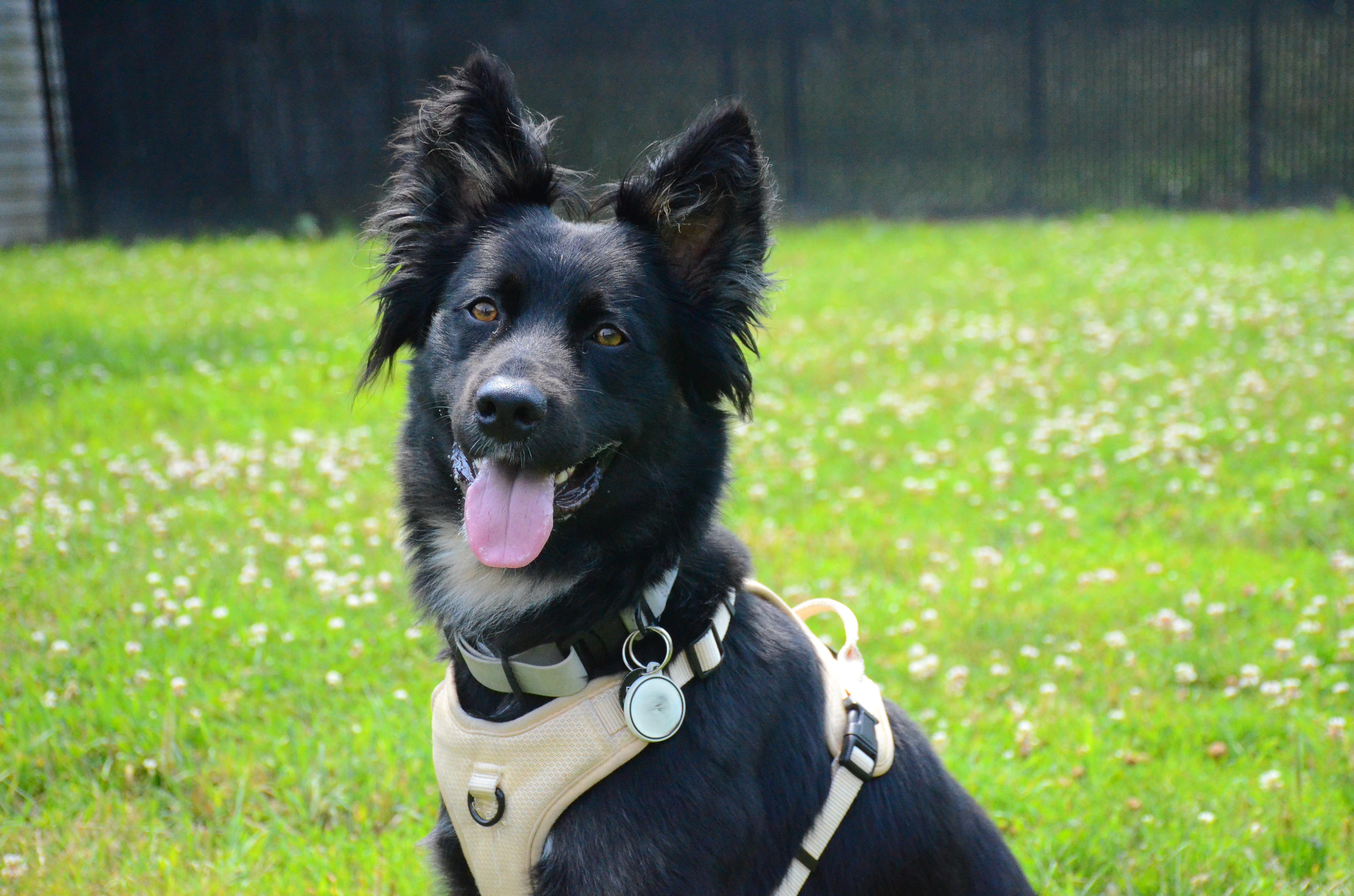 Enlarge Jack Jack, a Adoptable mixed breed in Montreal, QC image 2/4