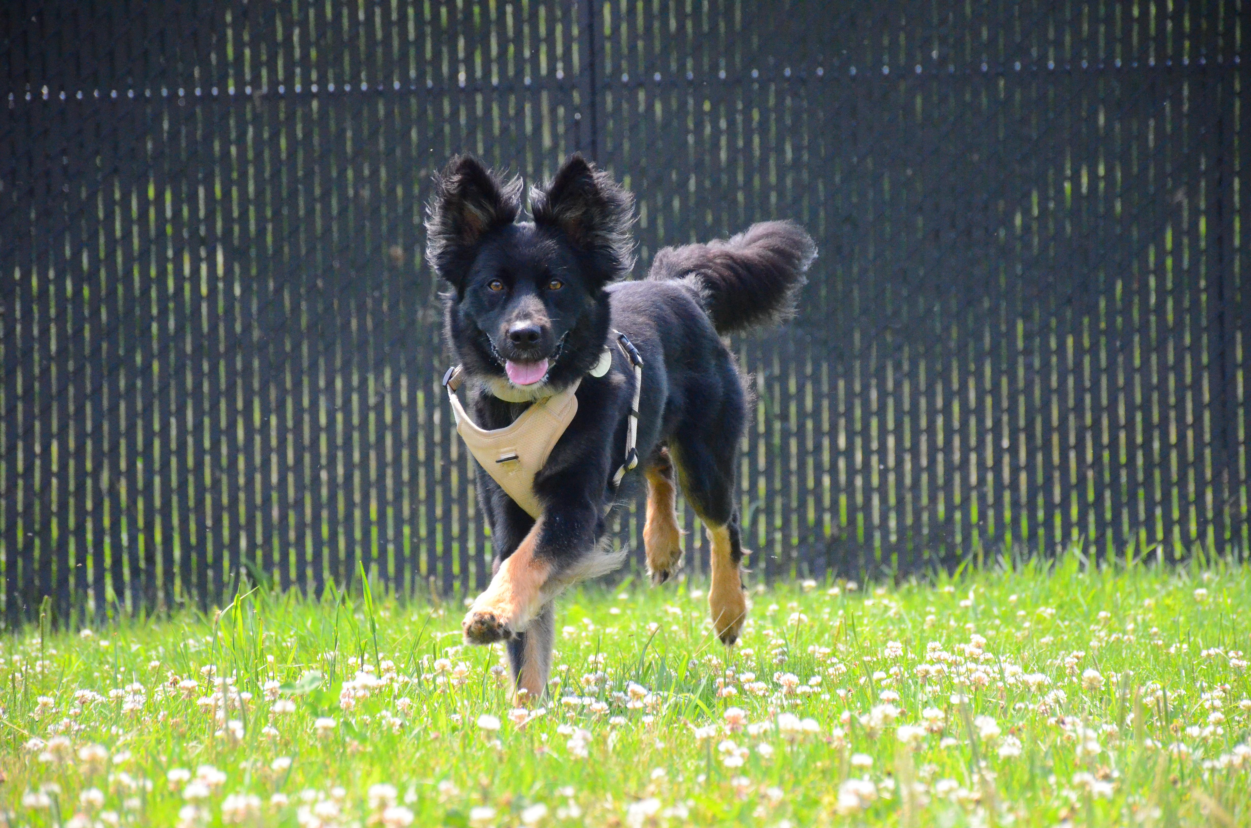 Enlarge Jack Jack, a Adoptable mixed breed in Montreal, QC image 3/4