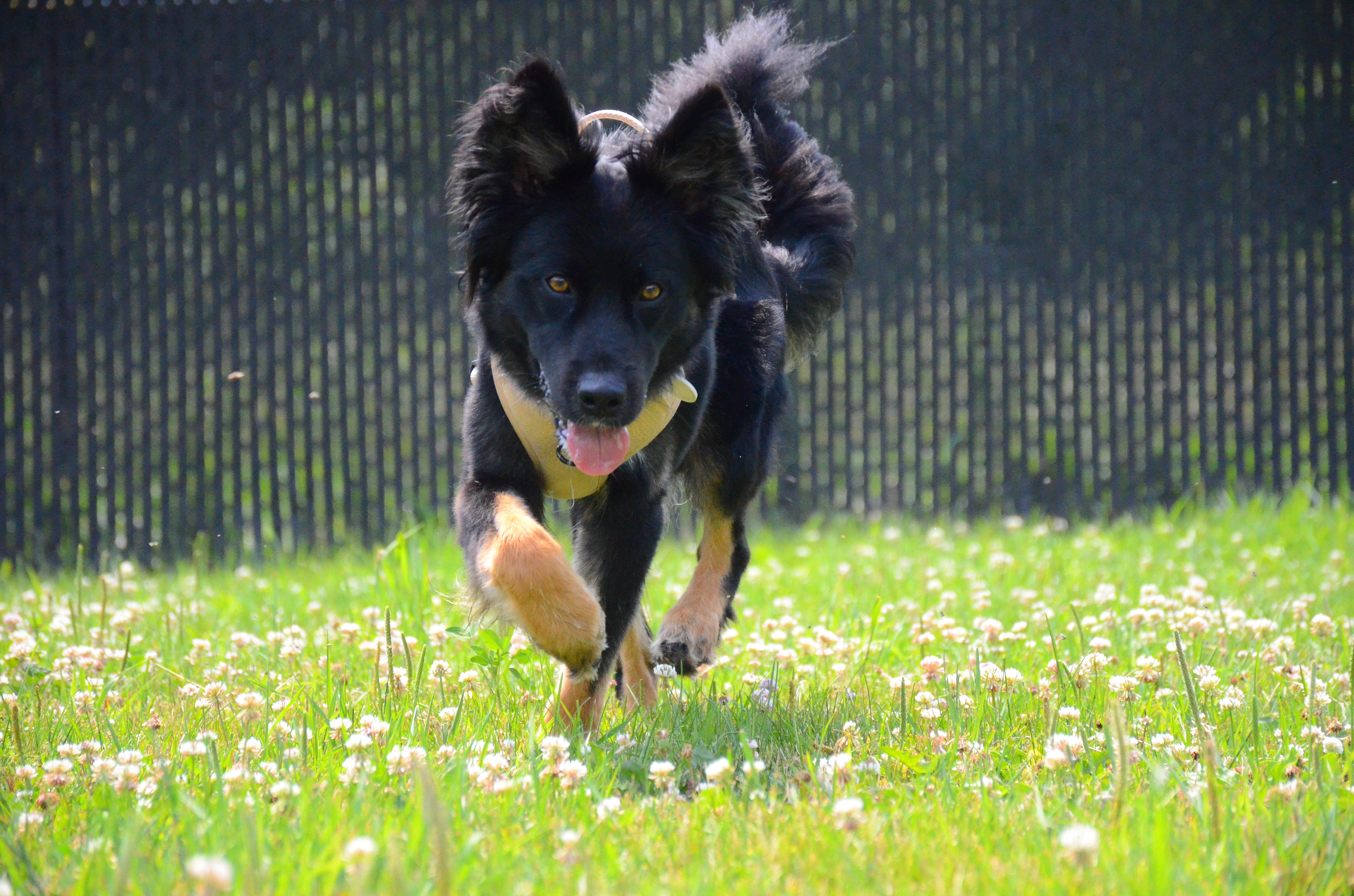 Enlarge Jack Jack, a Adoptable mixed breed in Montreal, QC image 4/4