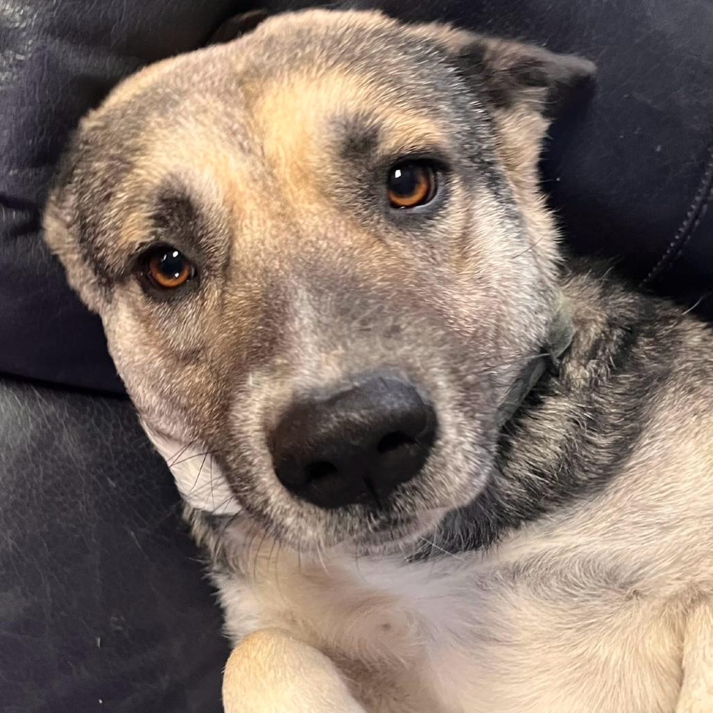 Miley, Adoptable, Senior Female German Shepherd Dog.