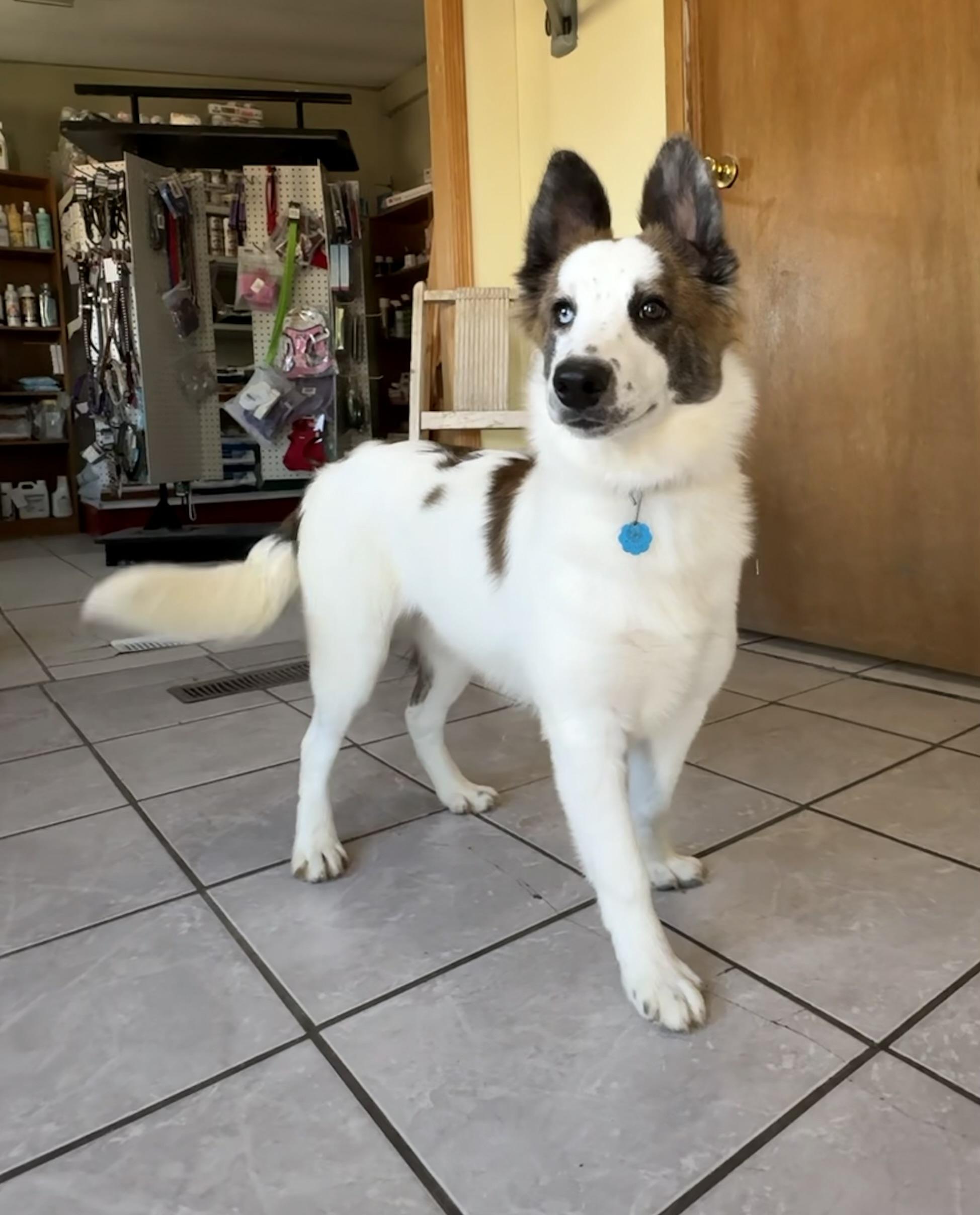 Gina, an adoptable Australian Shepherd, Husky in Grant, NE, 69140 | Photo Image 3