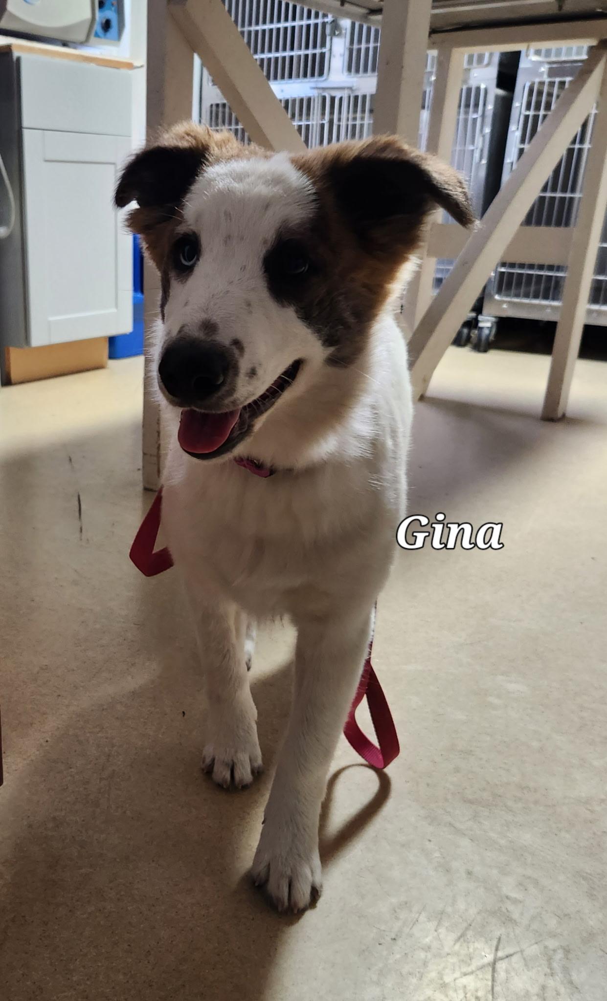 Gina