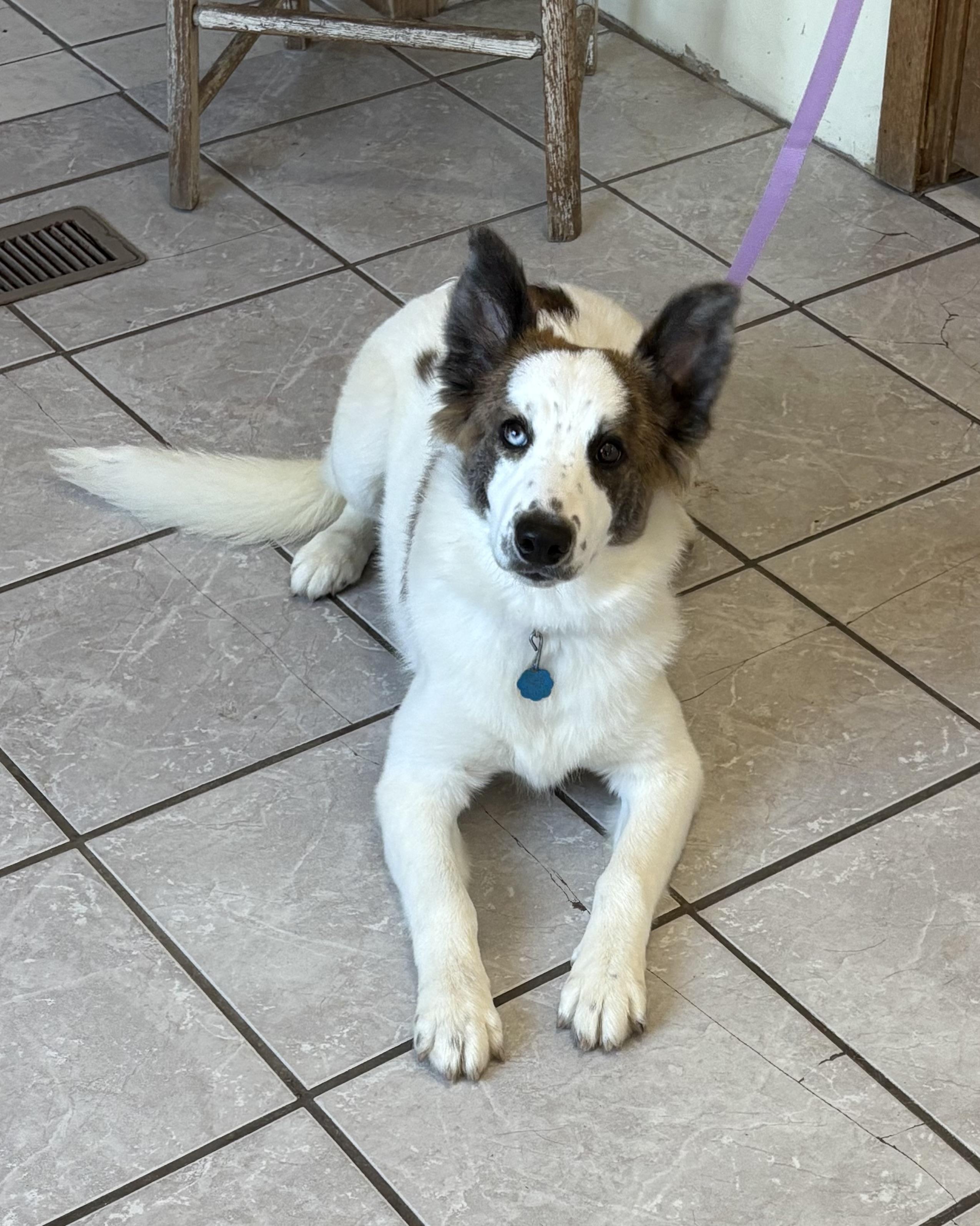 Gina, an adoptable Australian Shepherd, Husky in Grant, NE, 69140 | Photo Image 4