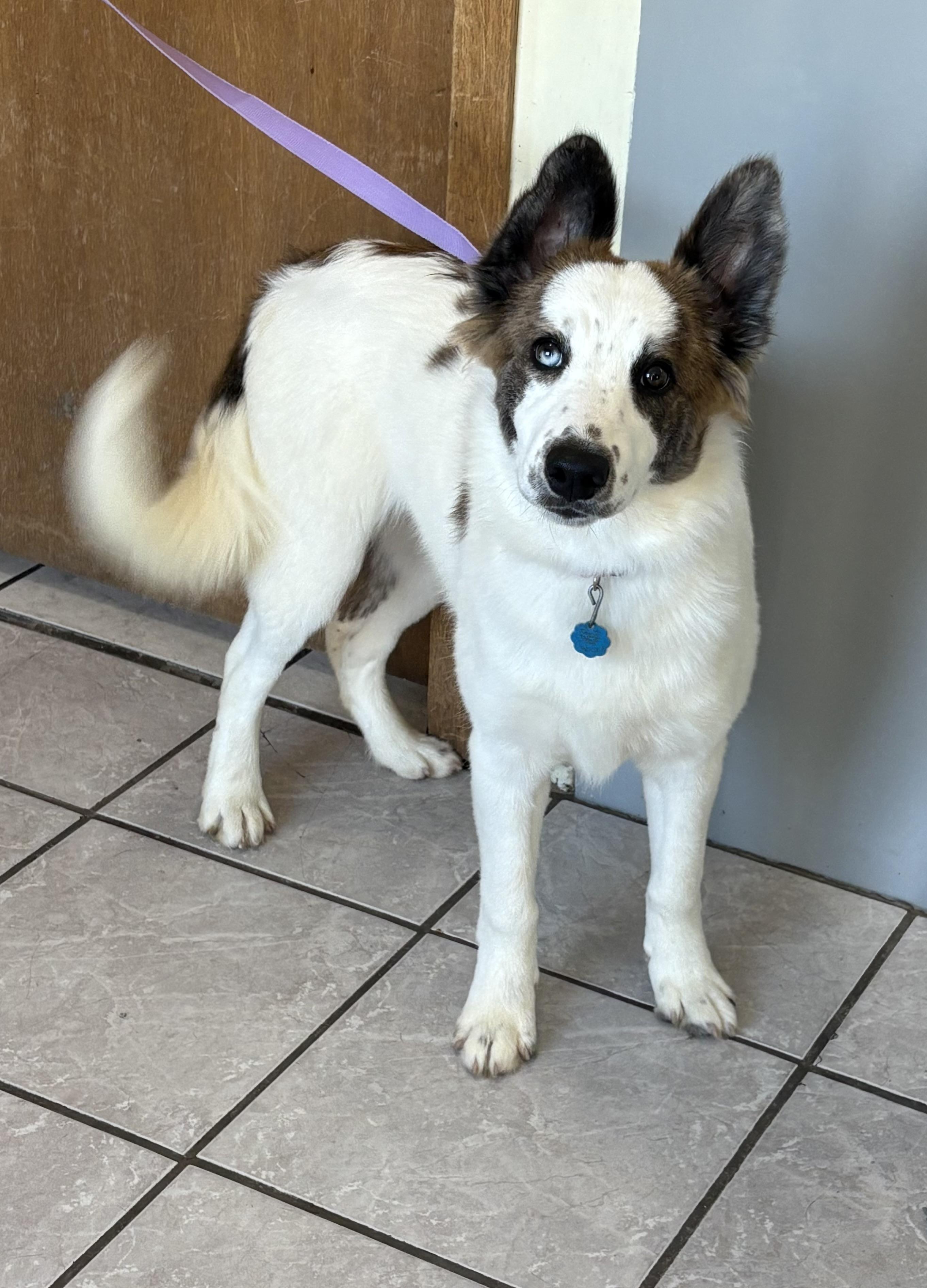 Gina, an adoptable Australian Shepherd, Husky in Grant, NE, 69140 | Photo Image 1