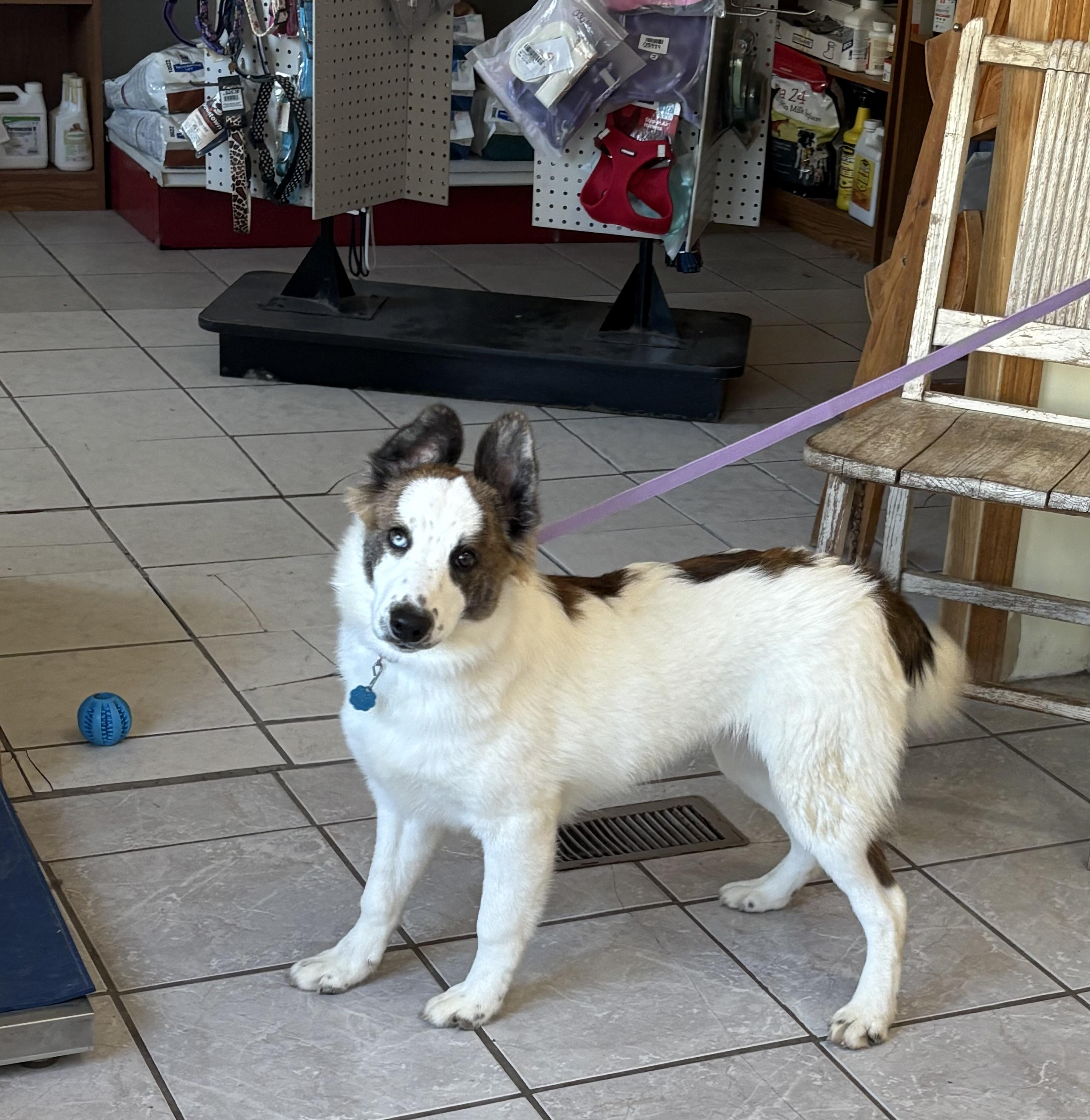 Gina, an adoptable Australian Shepherd, Husky in Grant, NE, 69140 | Photo Image 2