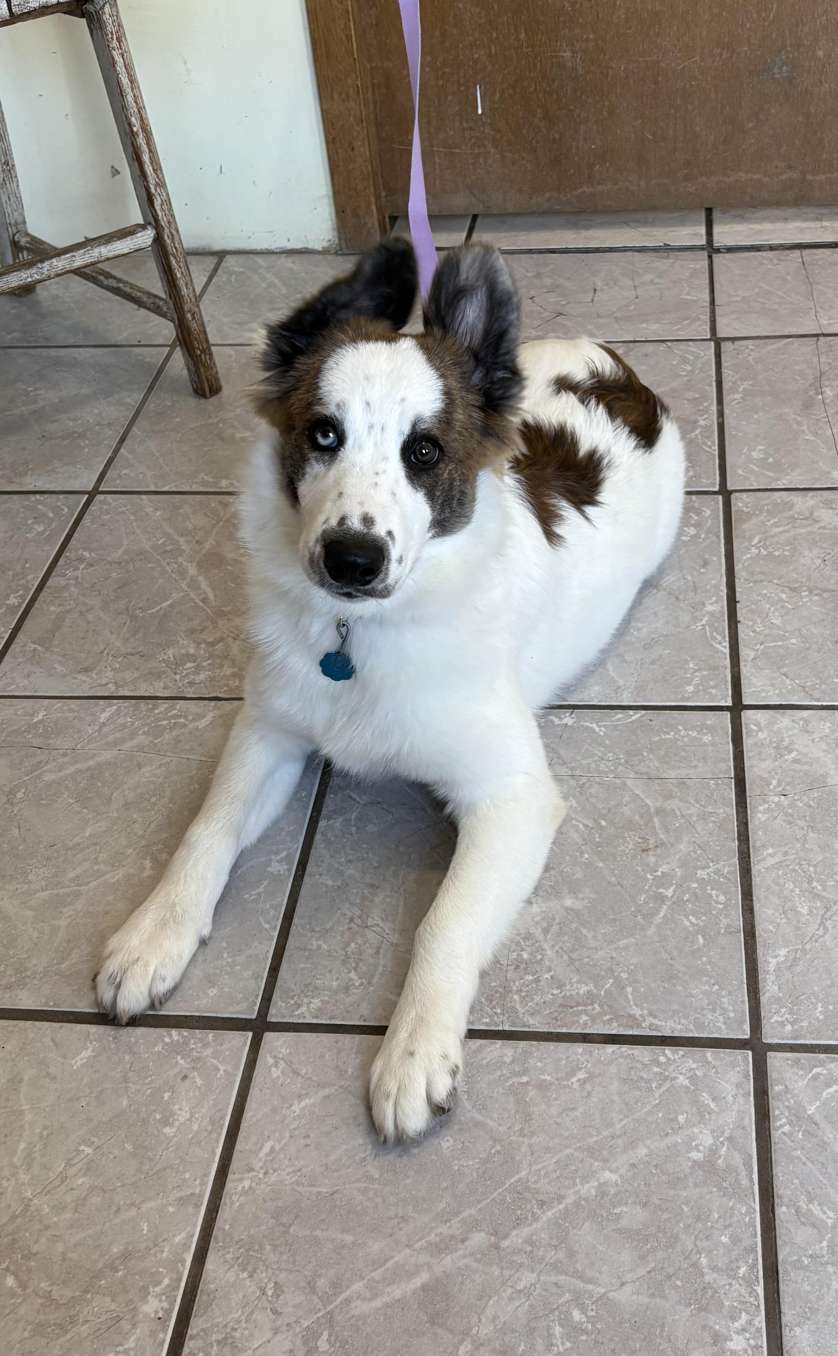 Gina, an adoptable Australian Shepherd, Husky in Grant, NE, 69140 | Photo Image 5
