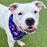 Ice, Adoptable, Adult Male American Staffordshire Terrier.