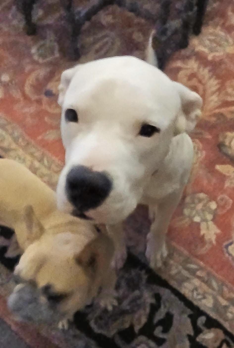 Enlarge Ice, a Adoptable mixed breed in St Petersburg, FL image 2/2