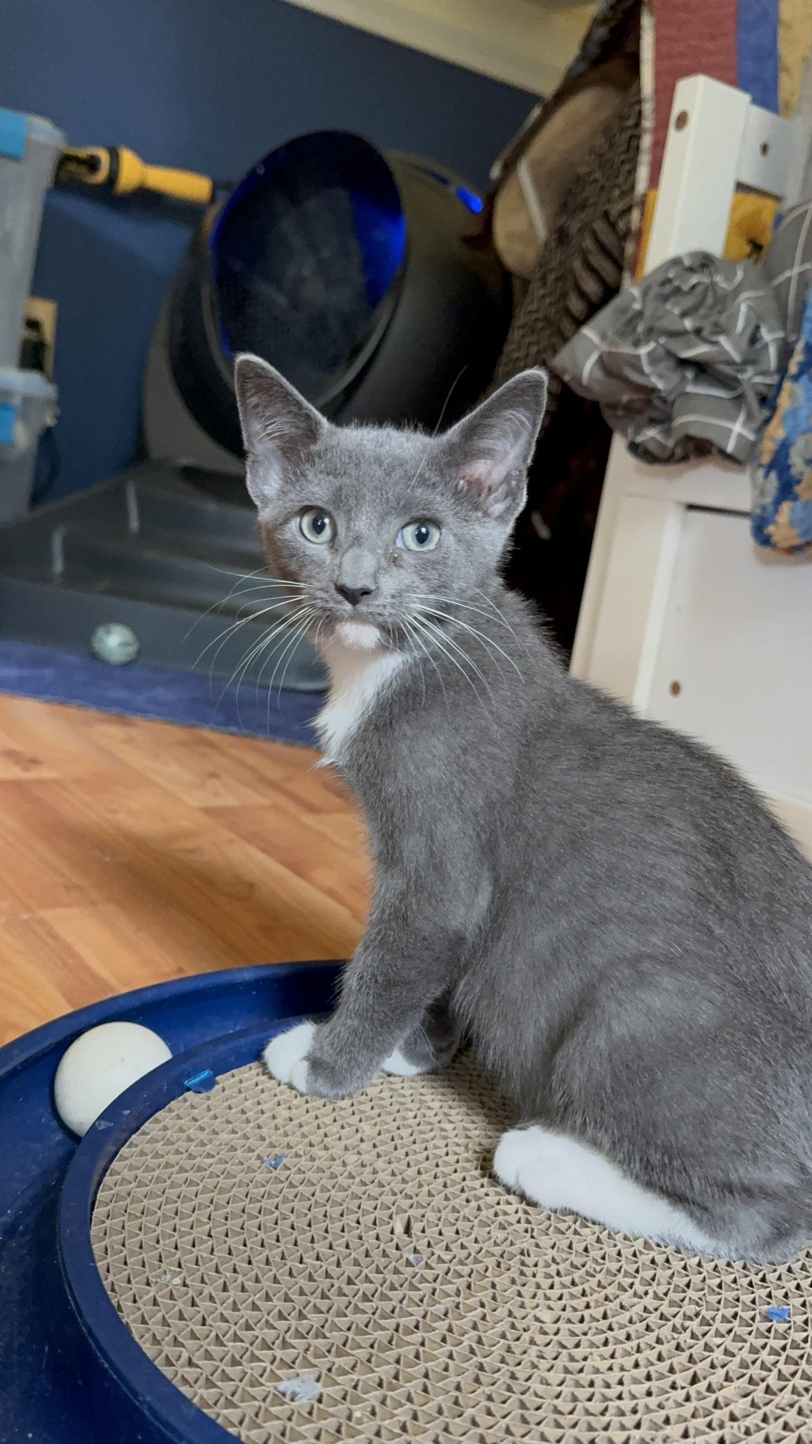 Boba, Adoptable, Kitten Male Domestic Short Hair.