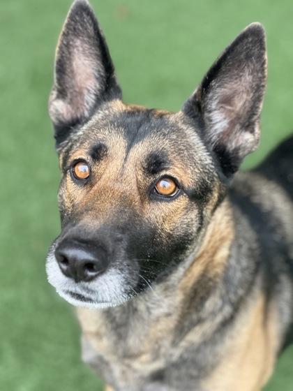 Enlarge Mila, a ADOPTABLE mixed breed in Sacramento, CA image 2/3