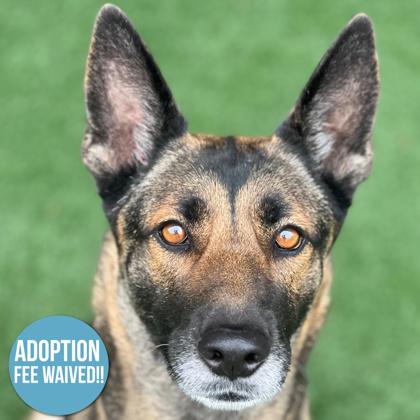 Enlarge Mila, a ADOPTABLE mixed breed in Sacramento, CA image 1/3