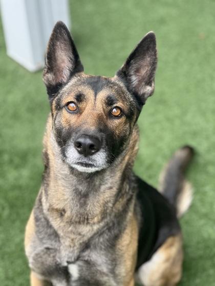 Enlarge Mila, a ADOPTABLE mixed breed in Sacramento, CA image 3/3