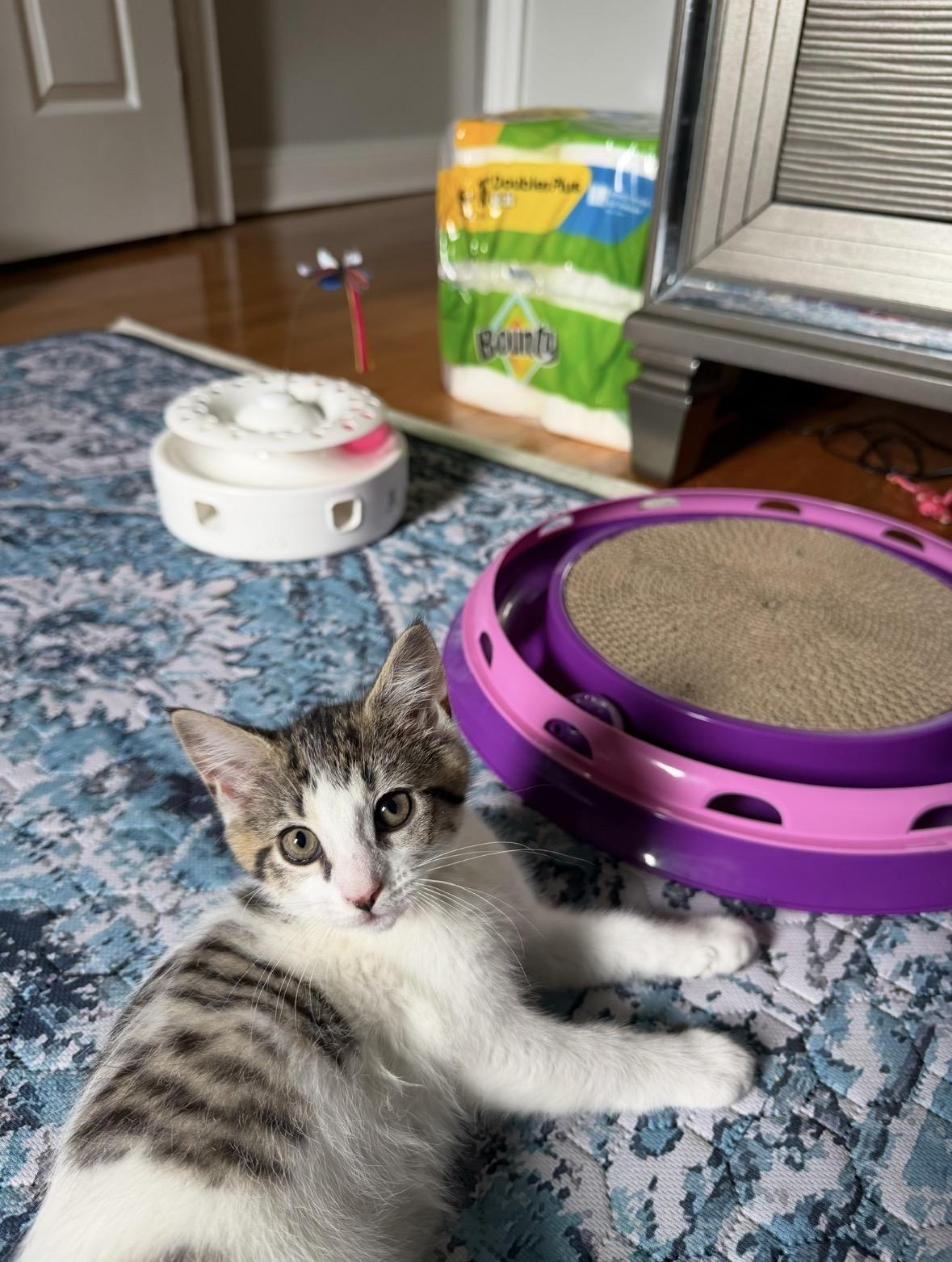 Zena, a ADOPTABLE Domestic Short Hair in Stamford, CT image 2/3
