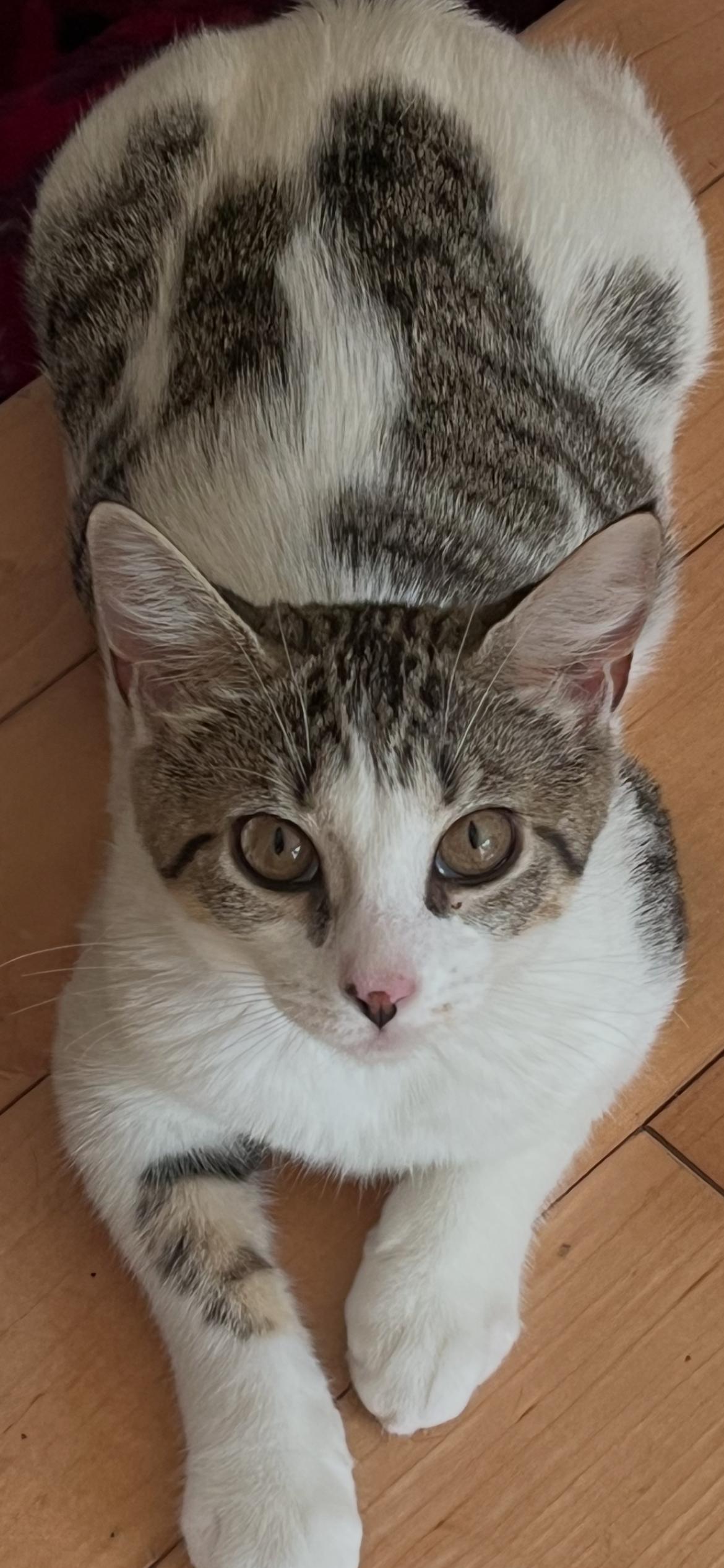 Enlarge Zena, a Adoptable Domestic Short Hair in Stamford, CT image 1/5