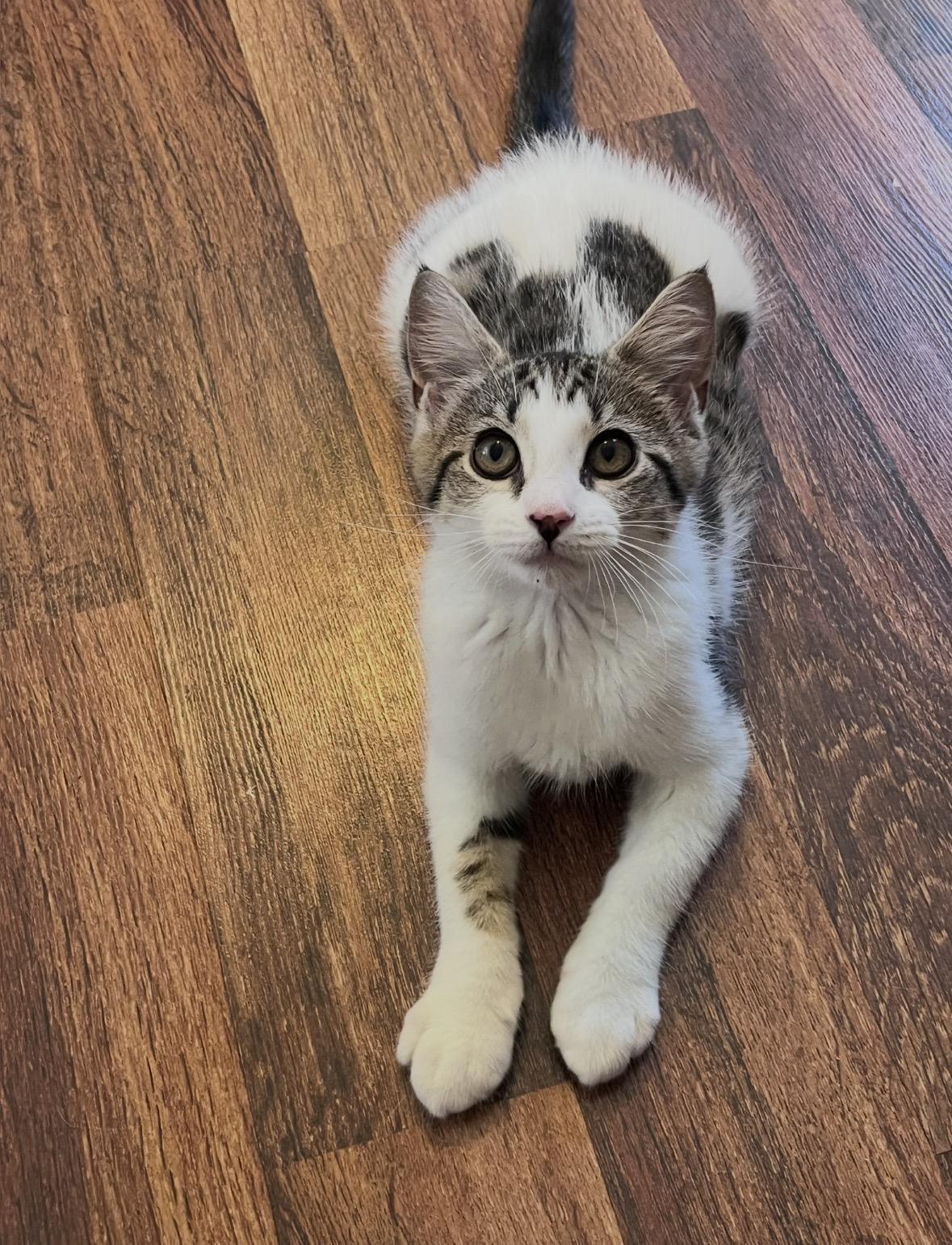 Zena, ADOPTABLE, Young Female Domestic Short Hair.