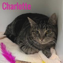 Charlotte, ADOPTABLE, Adult Female Domestic Short Hair.