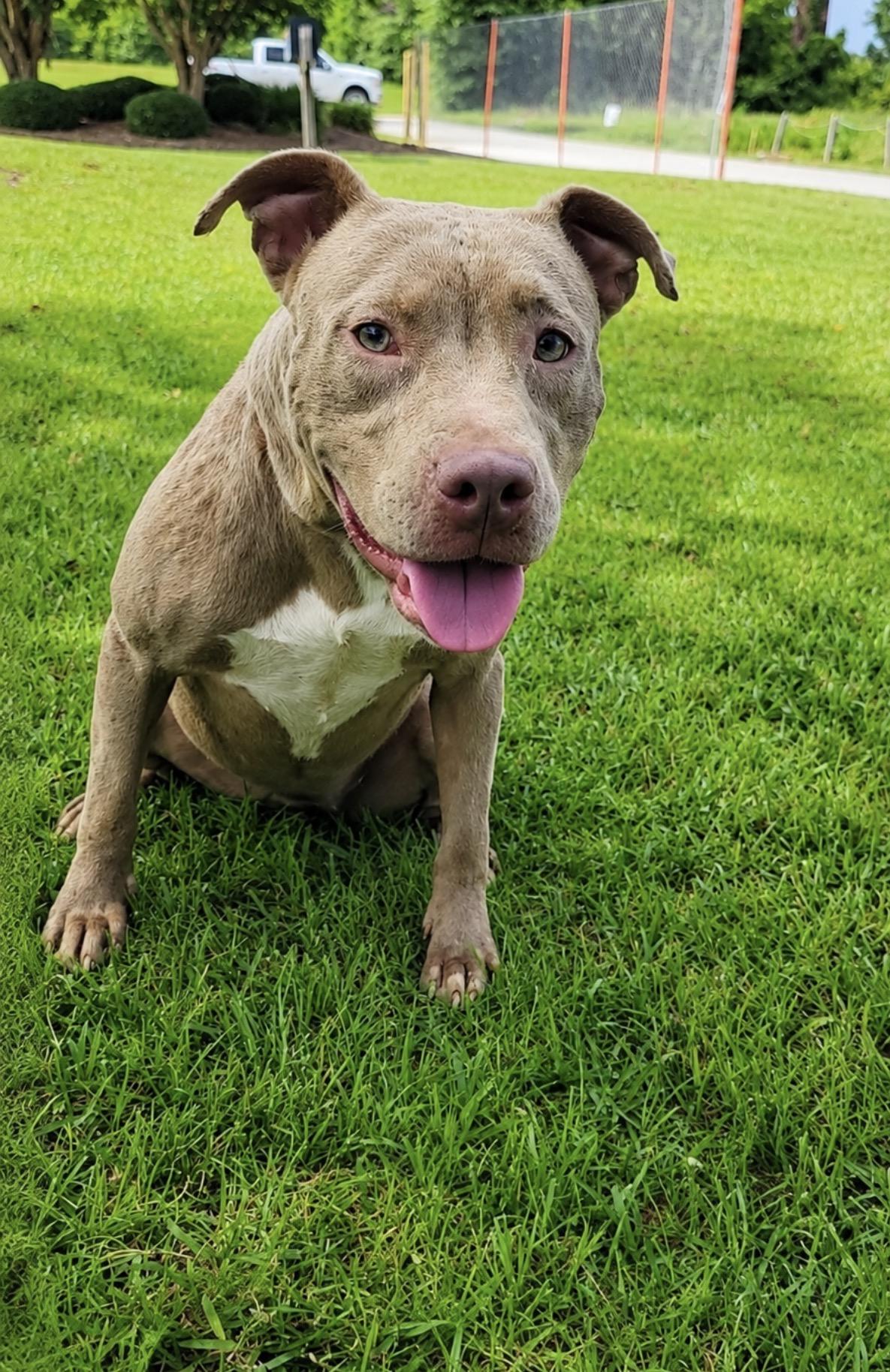 Hazel, ADOPTABLE, Young Female Pit Bull Terrier.