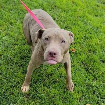 Hazel, a ADOPTABLE mixed breed in Valdosta, GA image 3/3