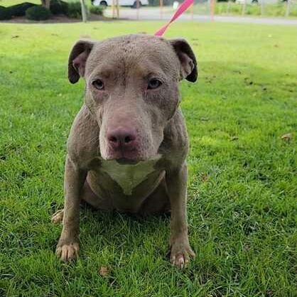 Hazel, a ADOPTABLE mixed breed in Valdosta, GA image 2/3