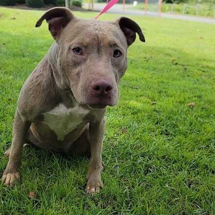 Hazel, a ADOPTABLE mixed breed in Valdosta, GA image 1/3
