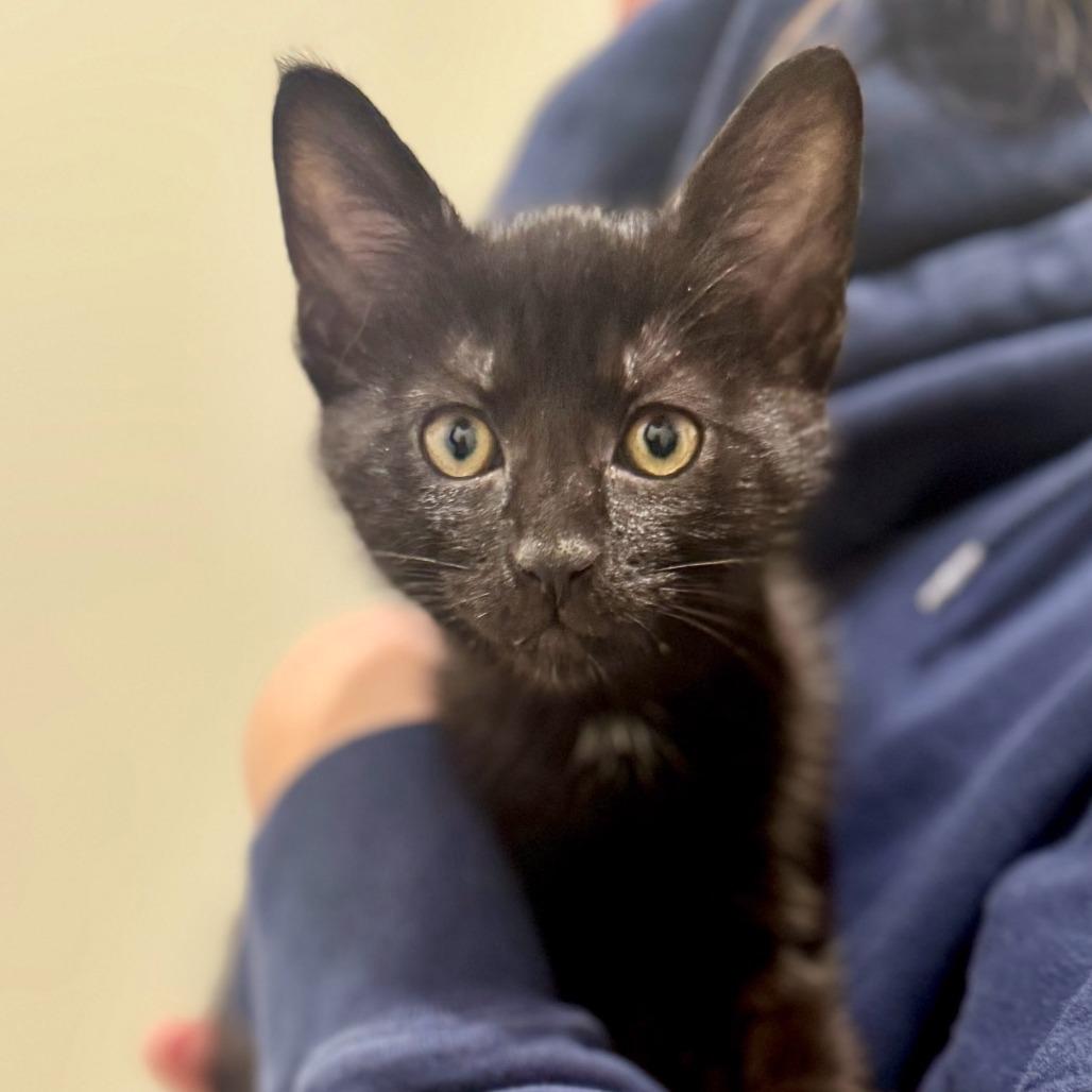 Boba, Adoptable, Kitten Male Domestic Short Hair.