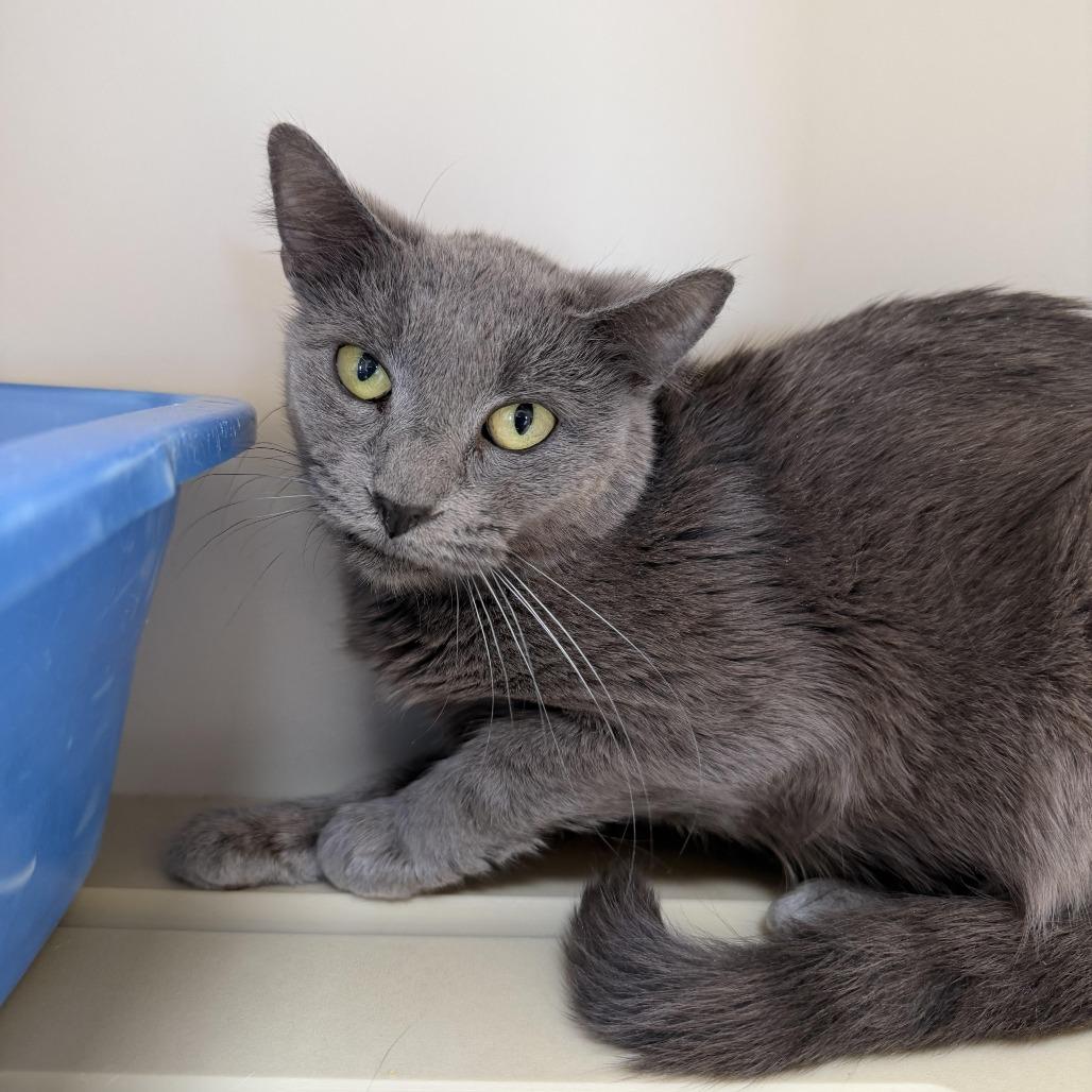 Enlarge Acorn, a Adoptable Domestic Short Hair in Cody, WY image 1/3