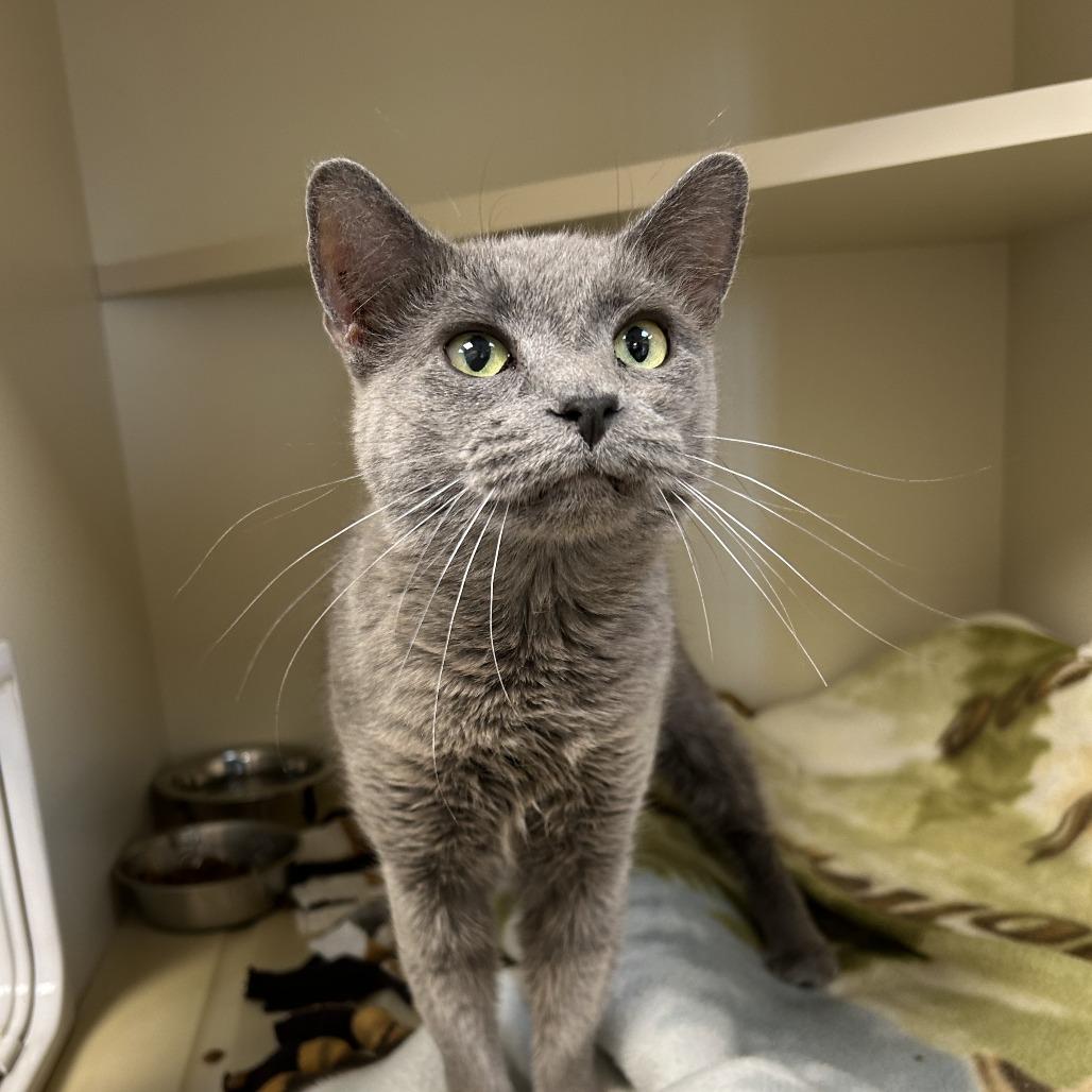 Acorn, a Adoptable Domestic Short Hair in Cody, WY image 2/4