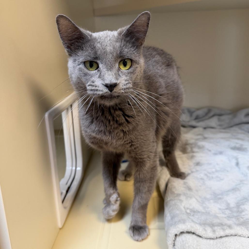 Enlarge Acorn, a Adoptable Domestic Short Hair in Cody, WY image 2/3