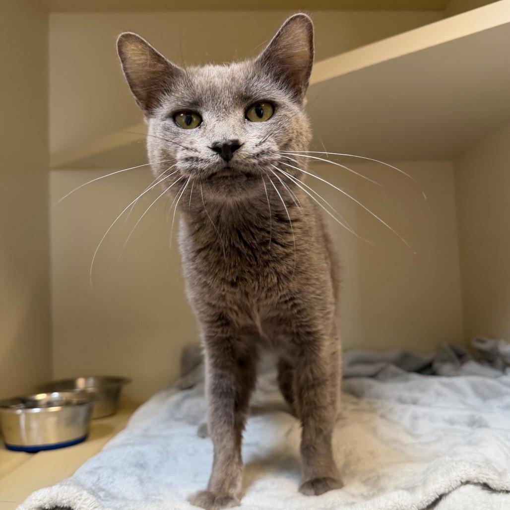 Enlarge Acorn, a Adoptable Domestic Short Hair in Cody, WY image 3/3